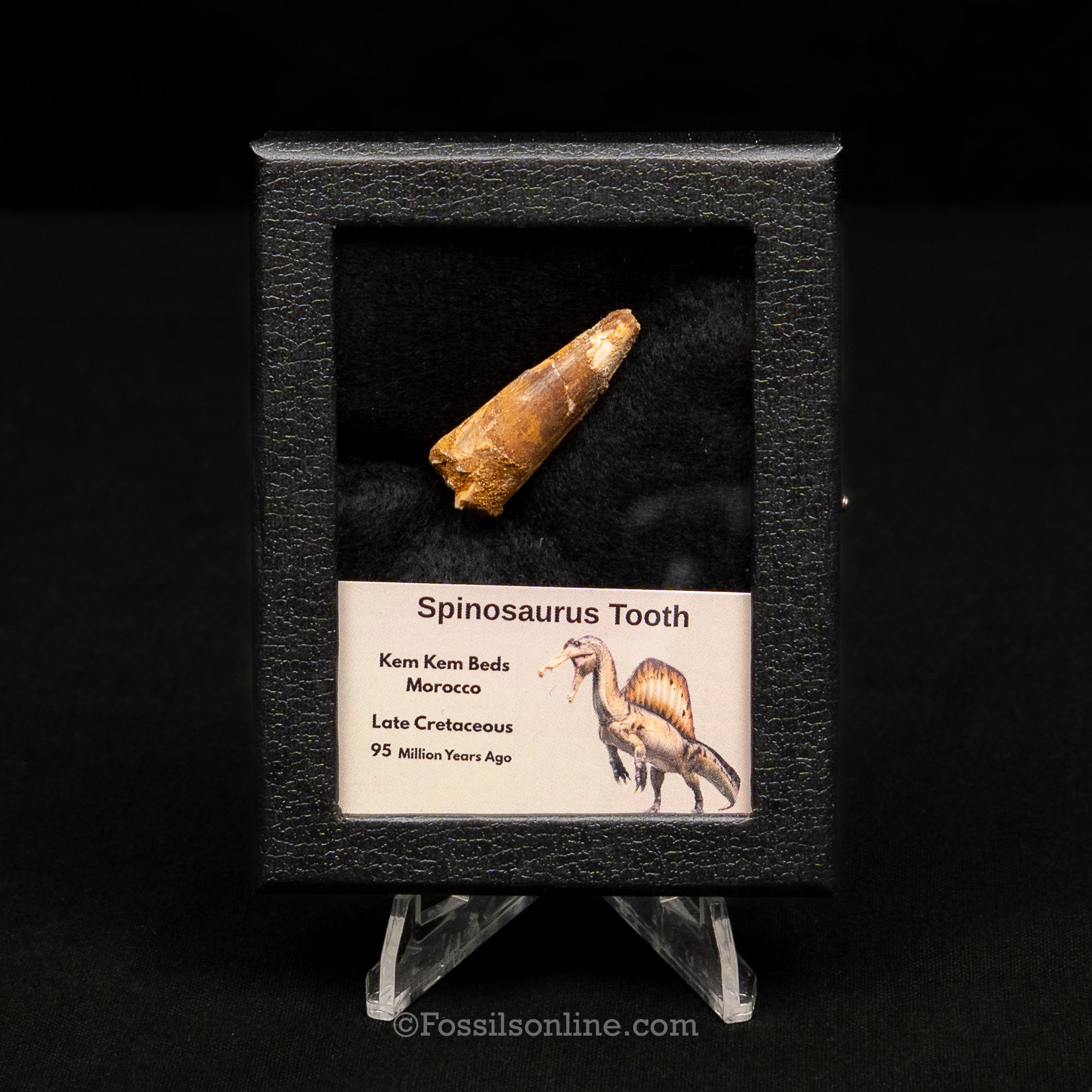 Spinosaurus Dinosaur Tooth Sm Case