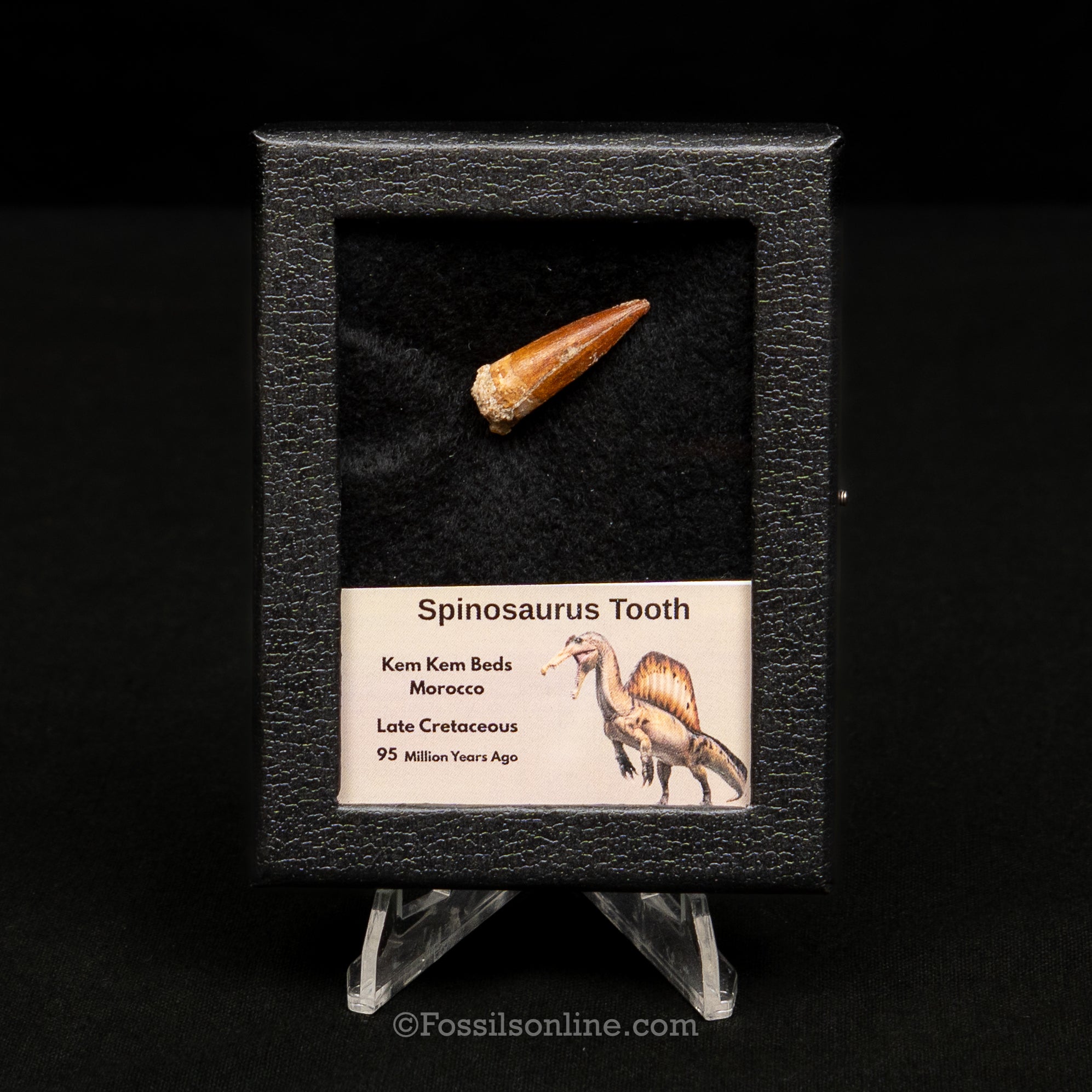 Spinosaurus Dinosaur Tooth Sm Case