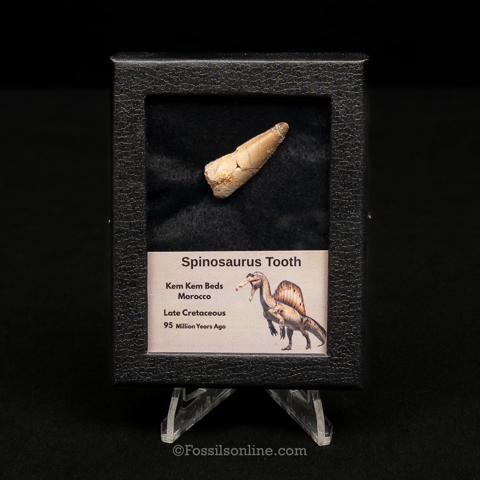 Spinosaurus Dinosaur Tooth Sm Case