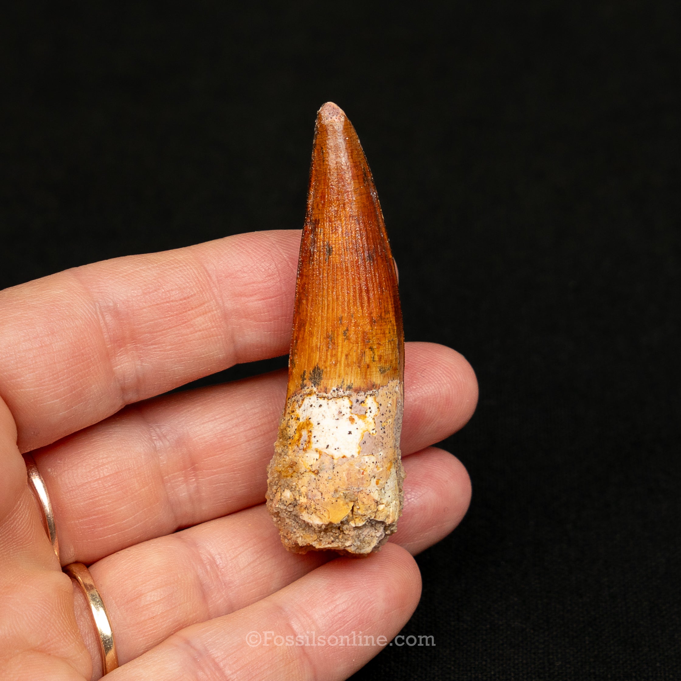 Spinosaurus Dinosaur Tooth Med Case