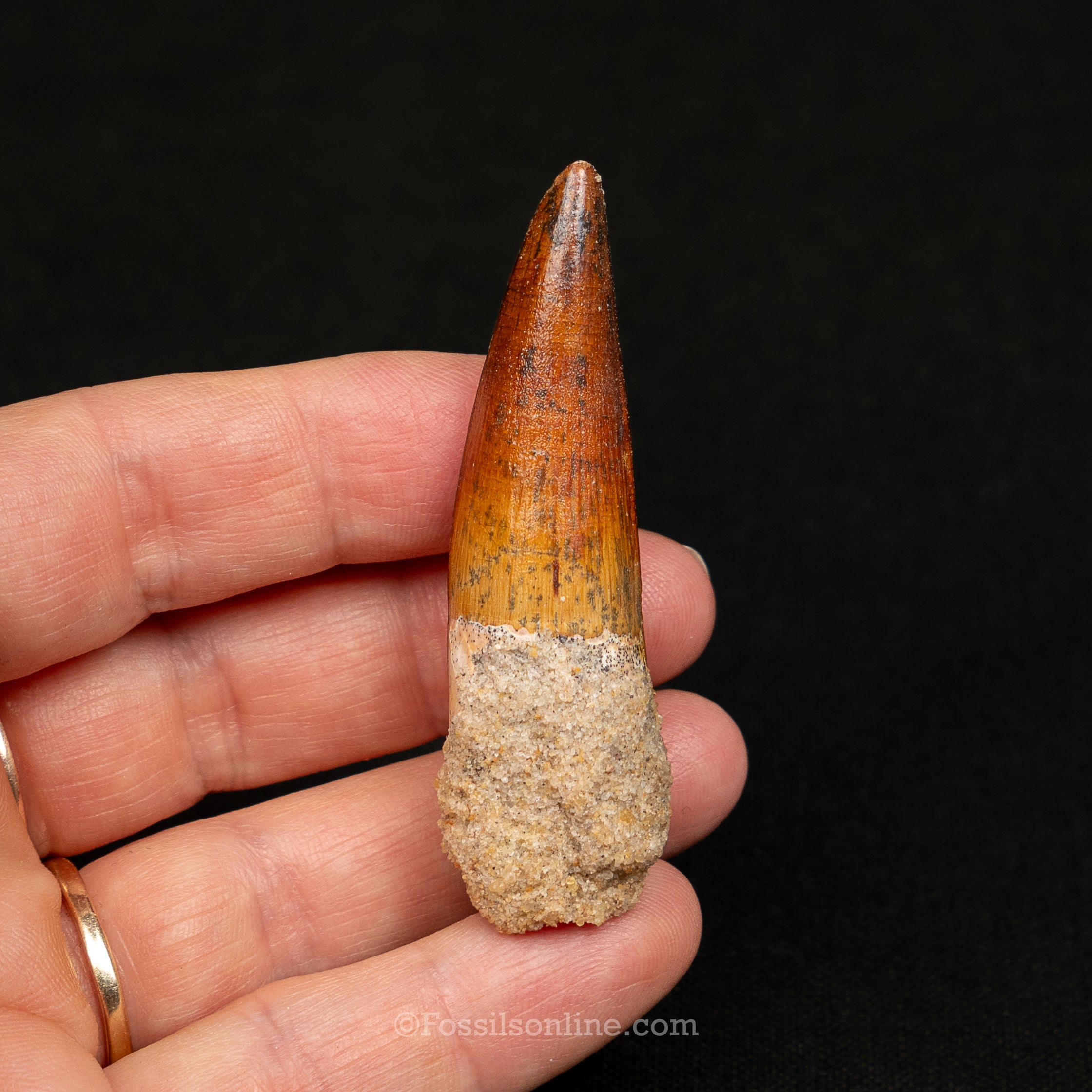 Spinosaurus Dinosaur Tooth Med Case