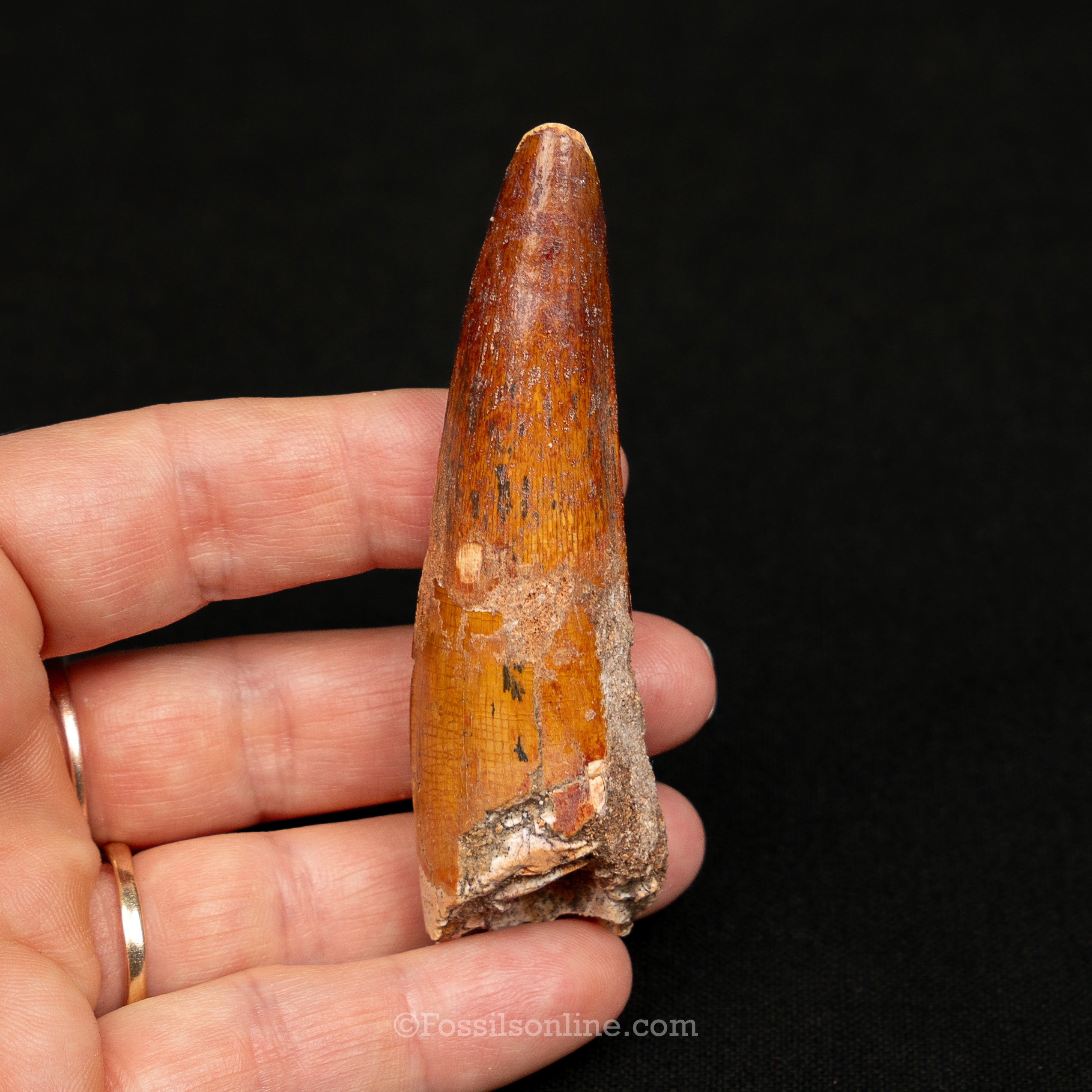 Spinosaurus Dinosaur Tooth Lg Case