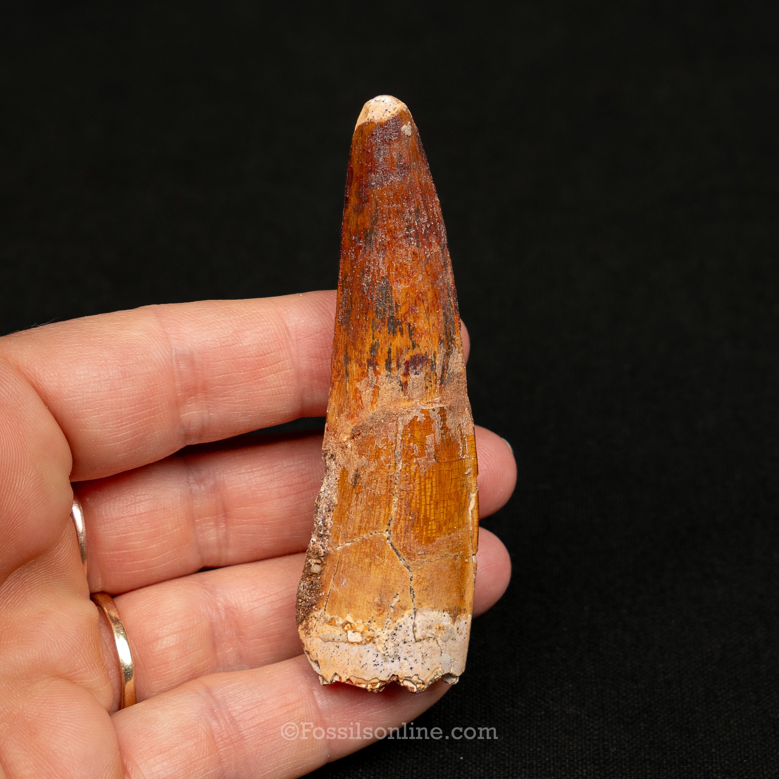Spinosaurus Dinosaur Tooth Lg Case