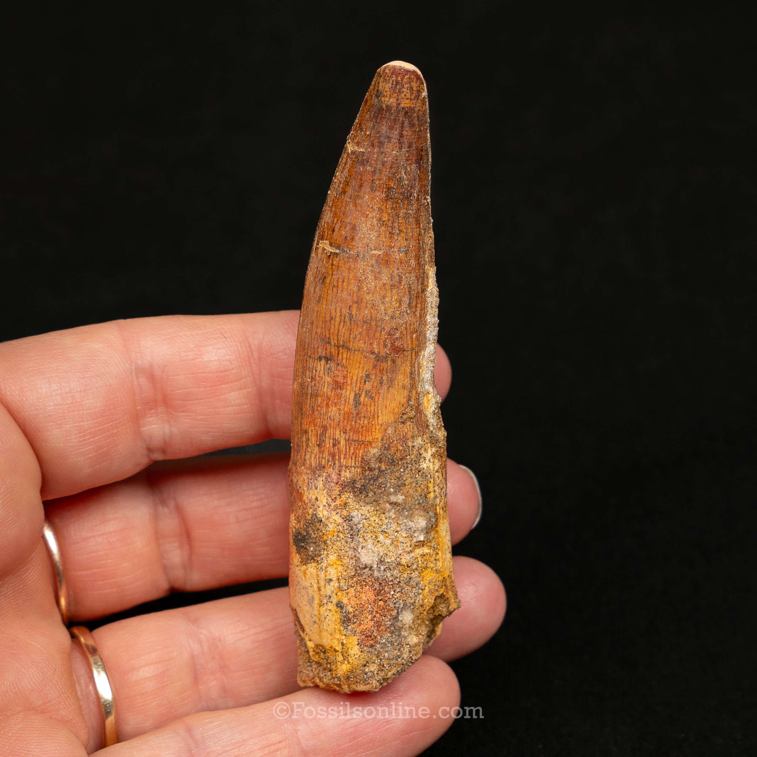 Spinosaurus Dinosaur Tooth Lg Case