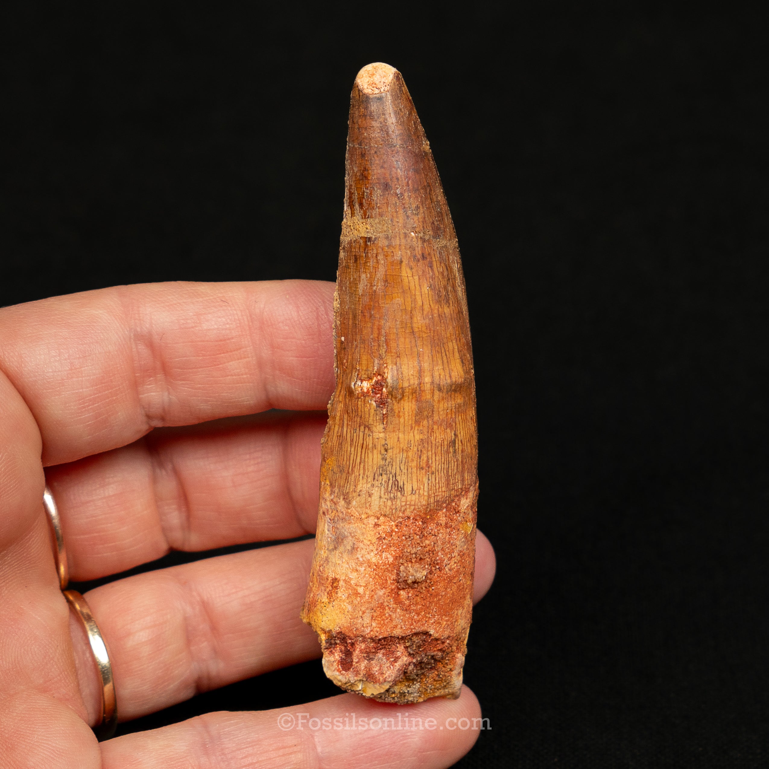 Spinosaurus Dinosaur Tooth Lg Case