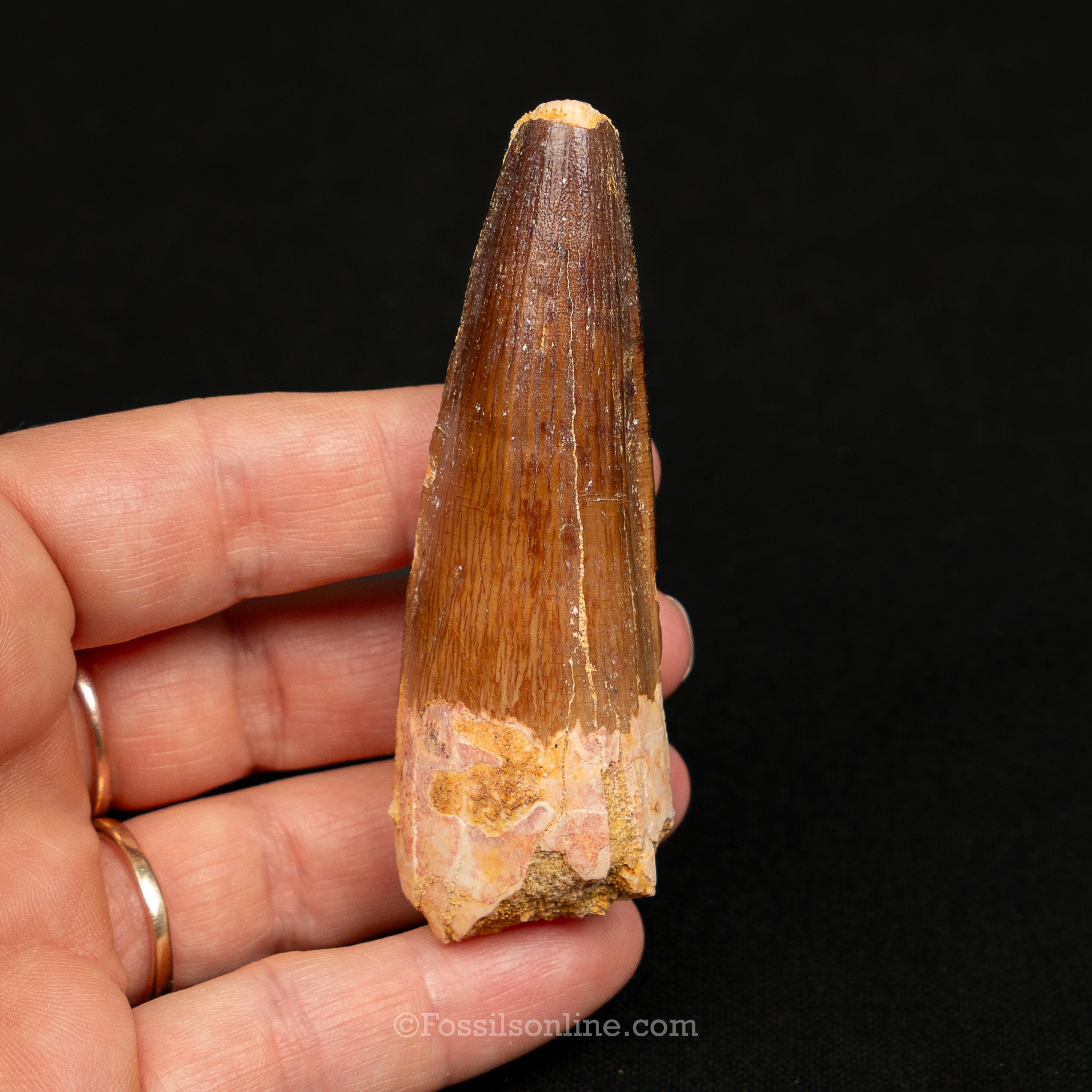 Spinosaurus Dinosaur Tooth Lg Case
