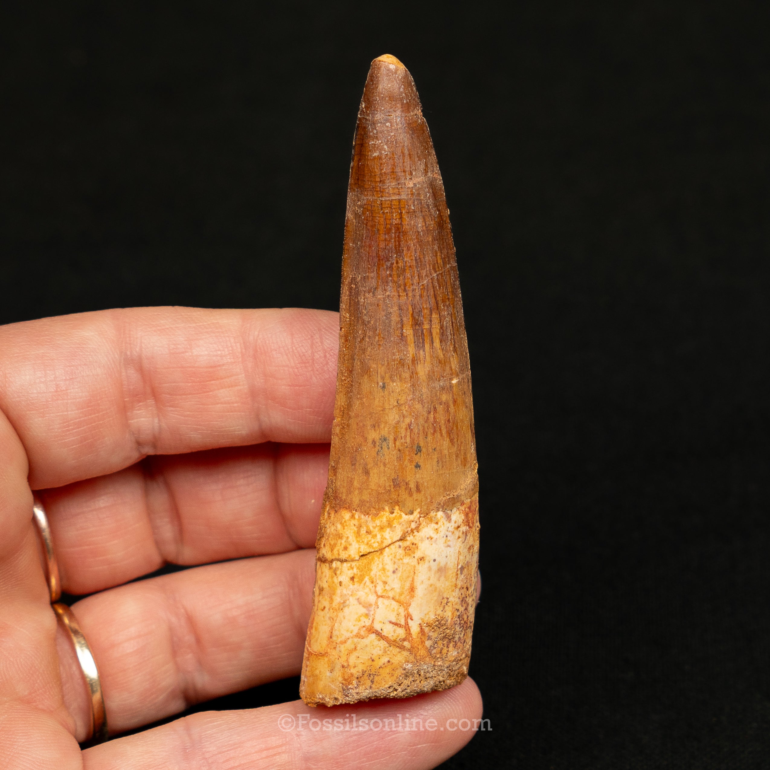 Spinosaurus Dinosaur Tooth Lg Case