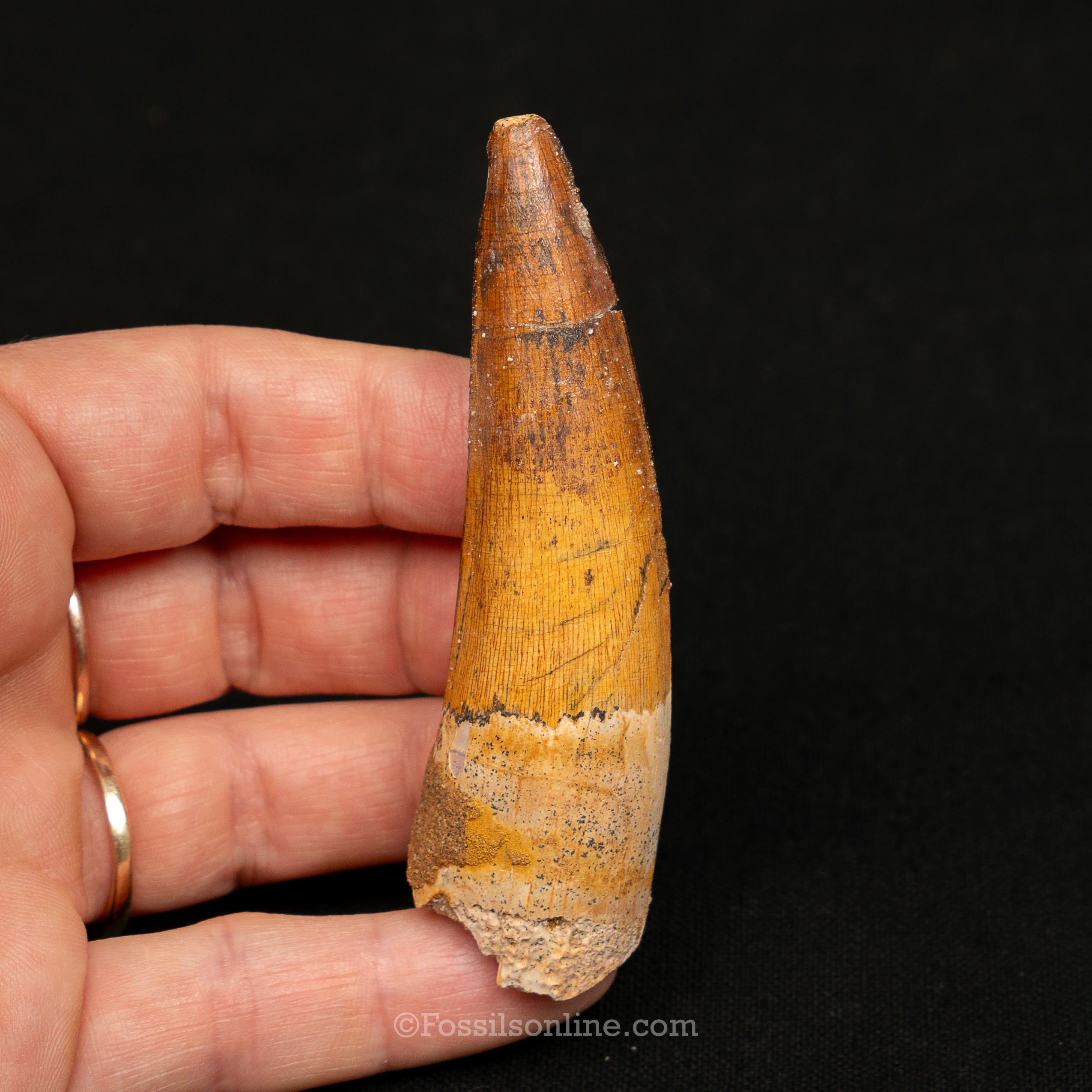 Spinosaurus Dinosaur Tooth Lg Case