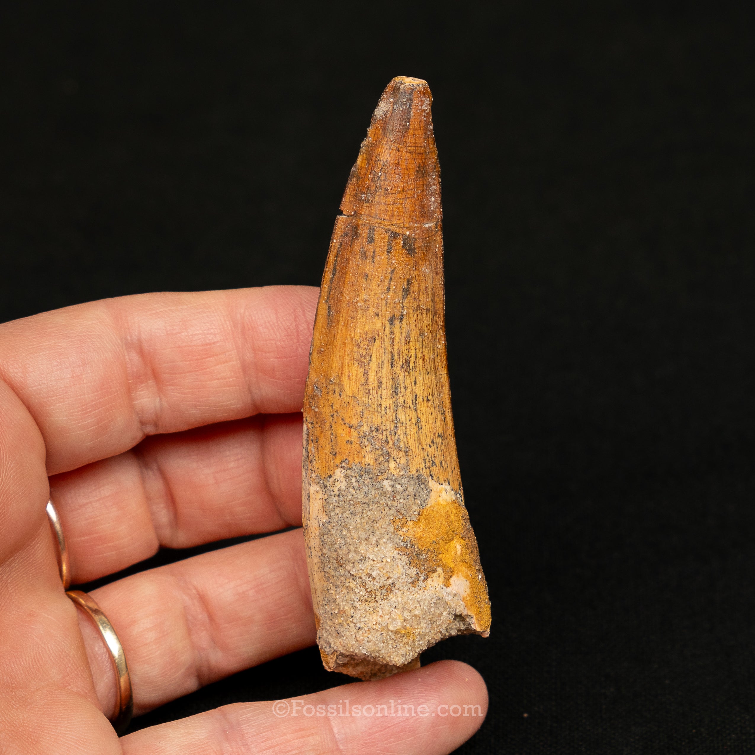 Spinosaurus Dinosaur Tooth Lg Case