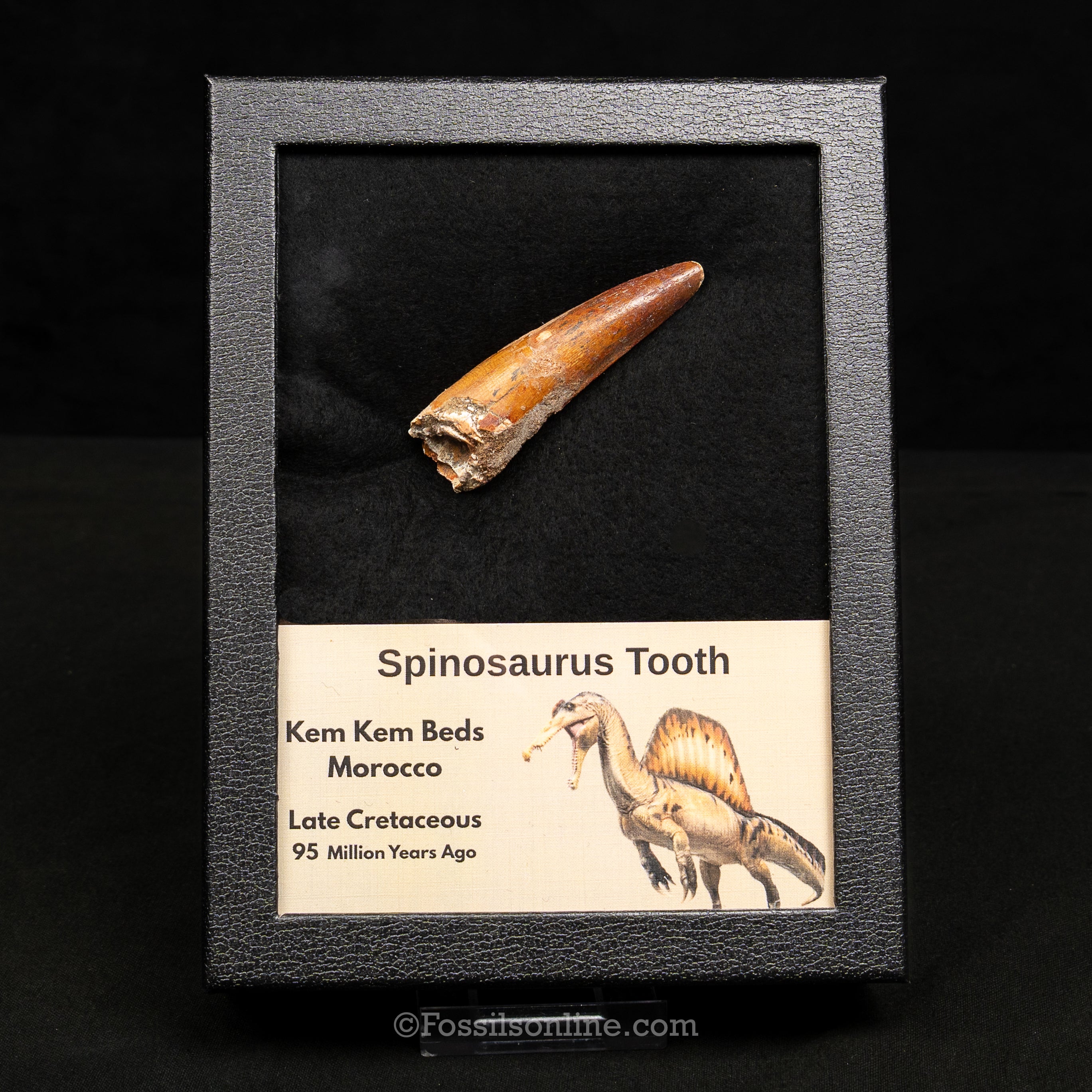 Spinosaurus Dinosaur Tooth Lg Case