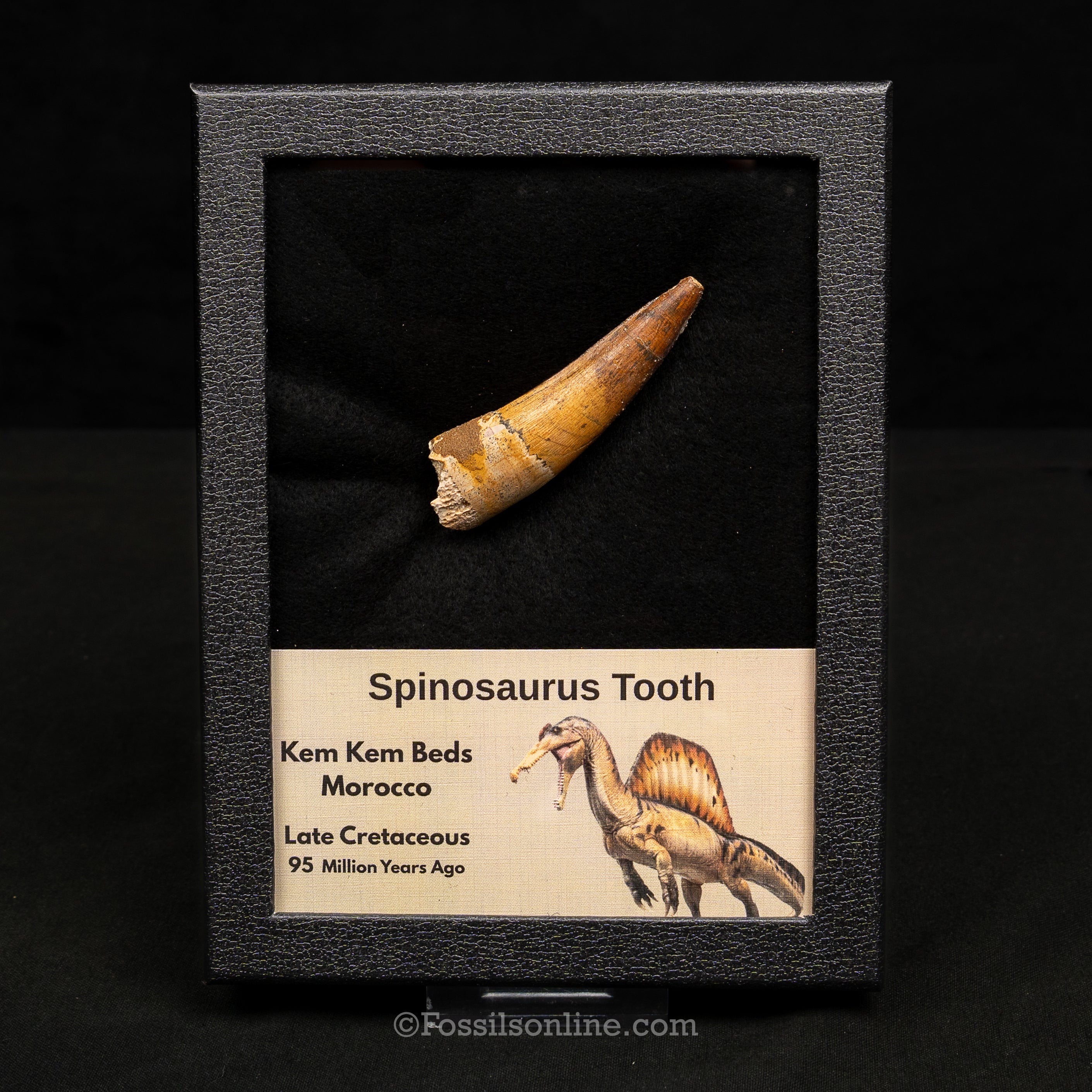 Spinosaurus Dinosaur Tooth Lg Case