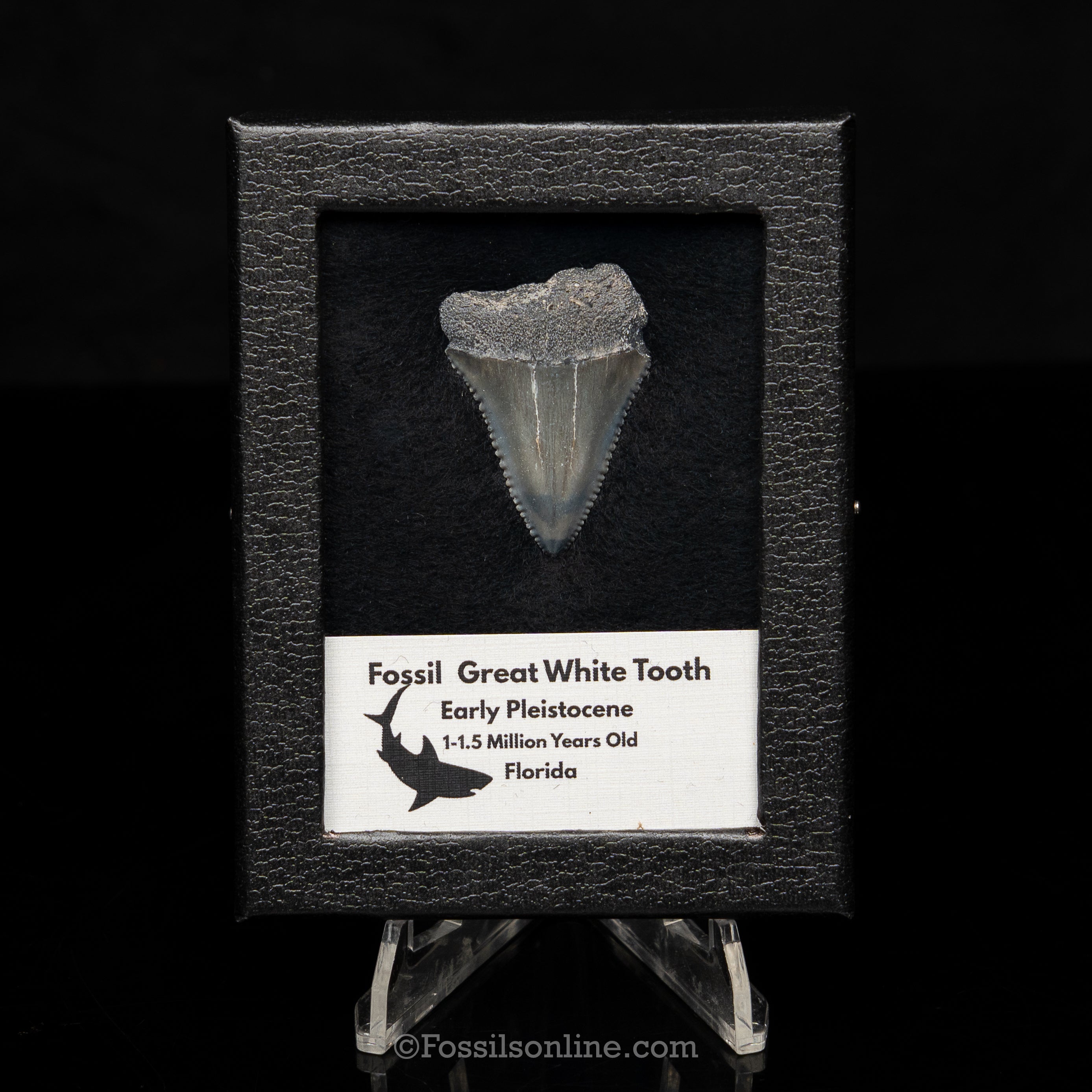 Florida Fossil Great White Tooth in Display Case
