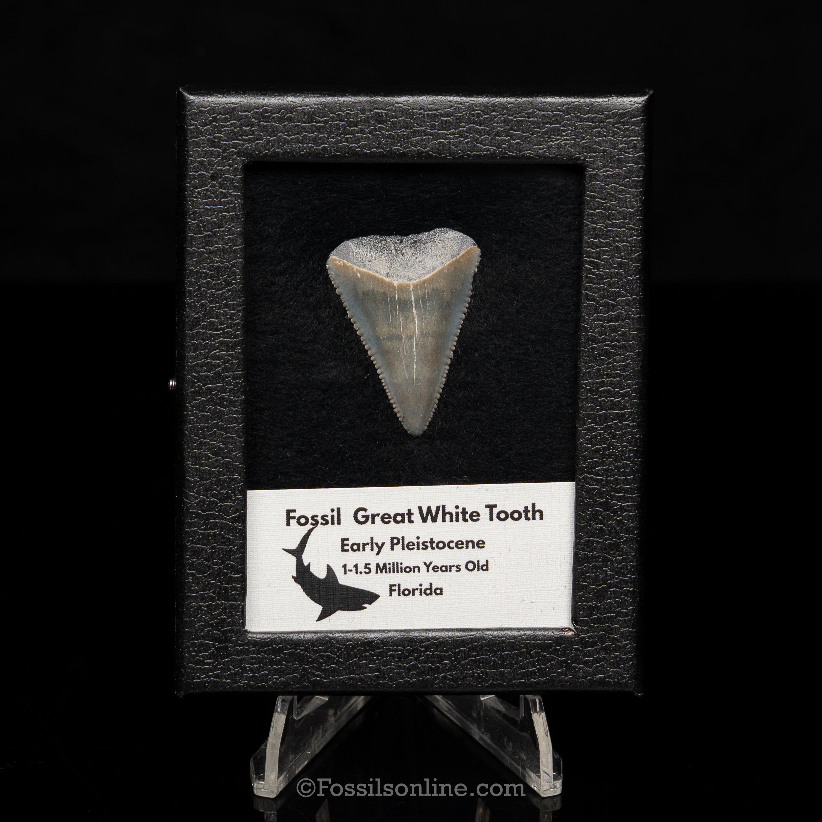 Florida Fossil Great White Tooth in Display Case