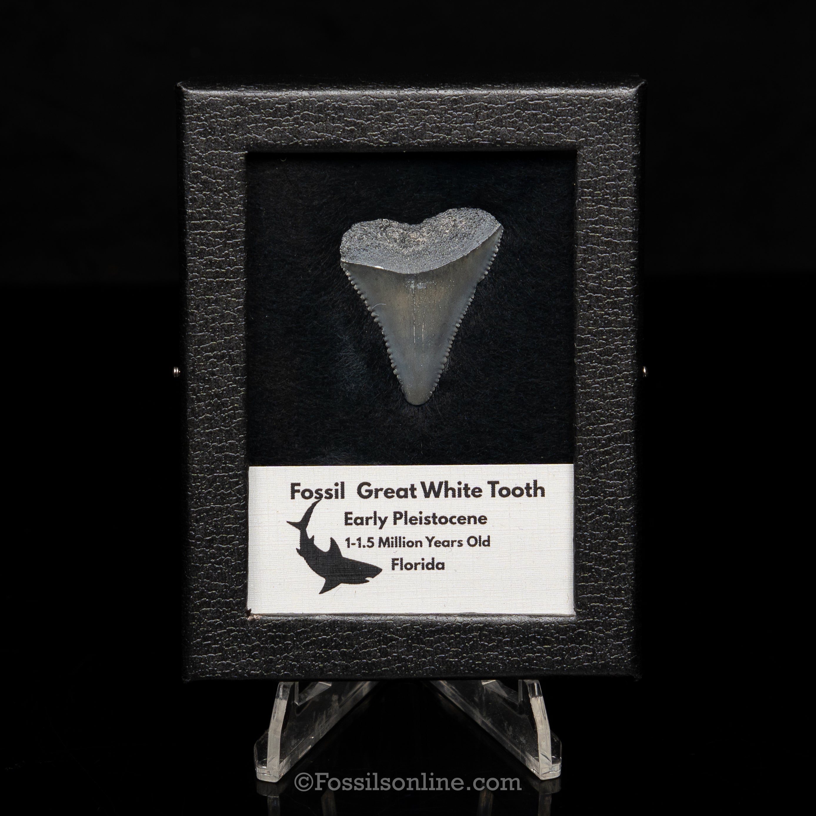 Florida Fossil Great White Tooth in Display Case