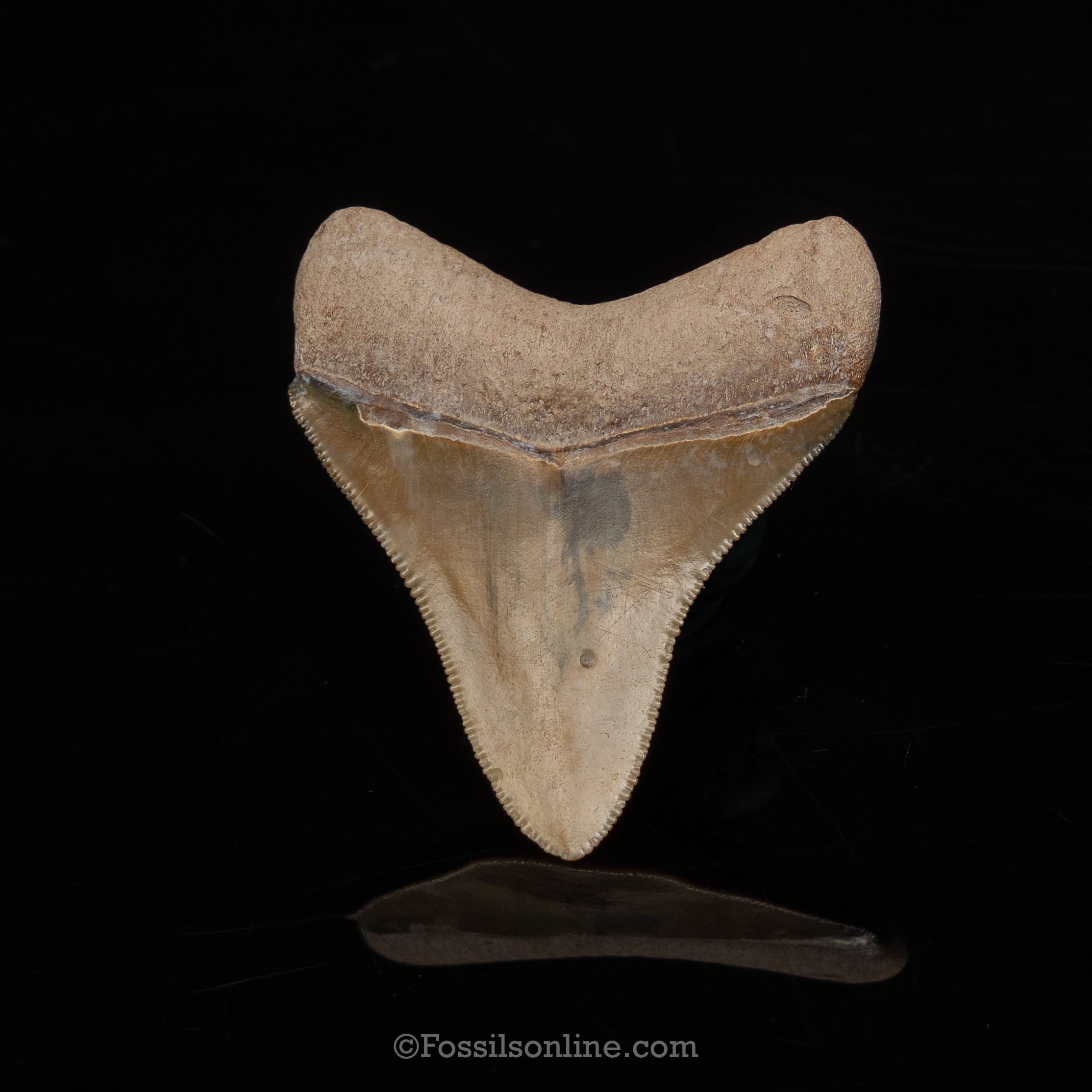 Bone Valley Megalodon 2.52"