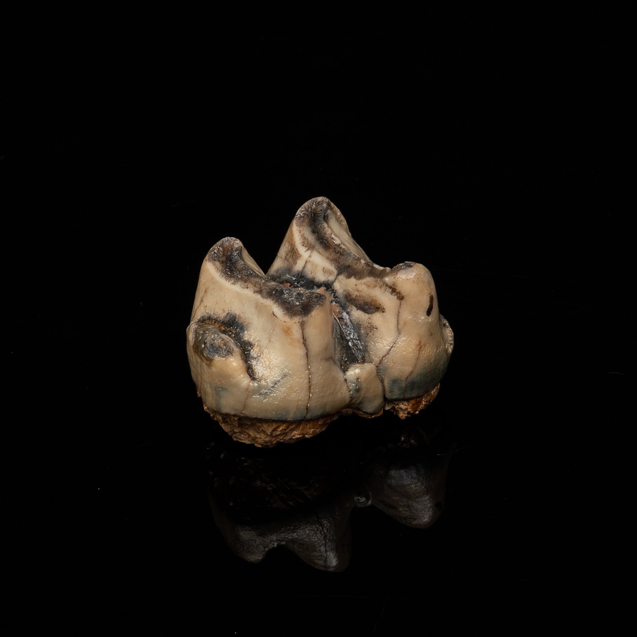 Rare Deinotherium Tooth