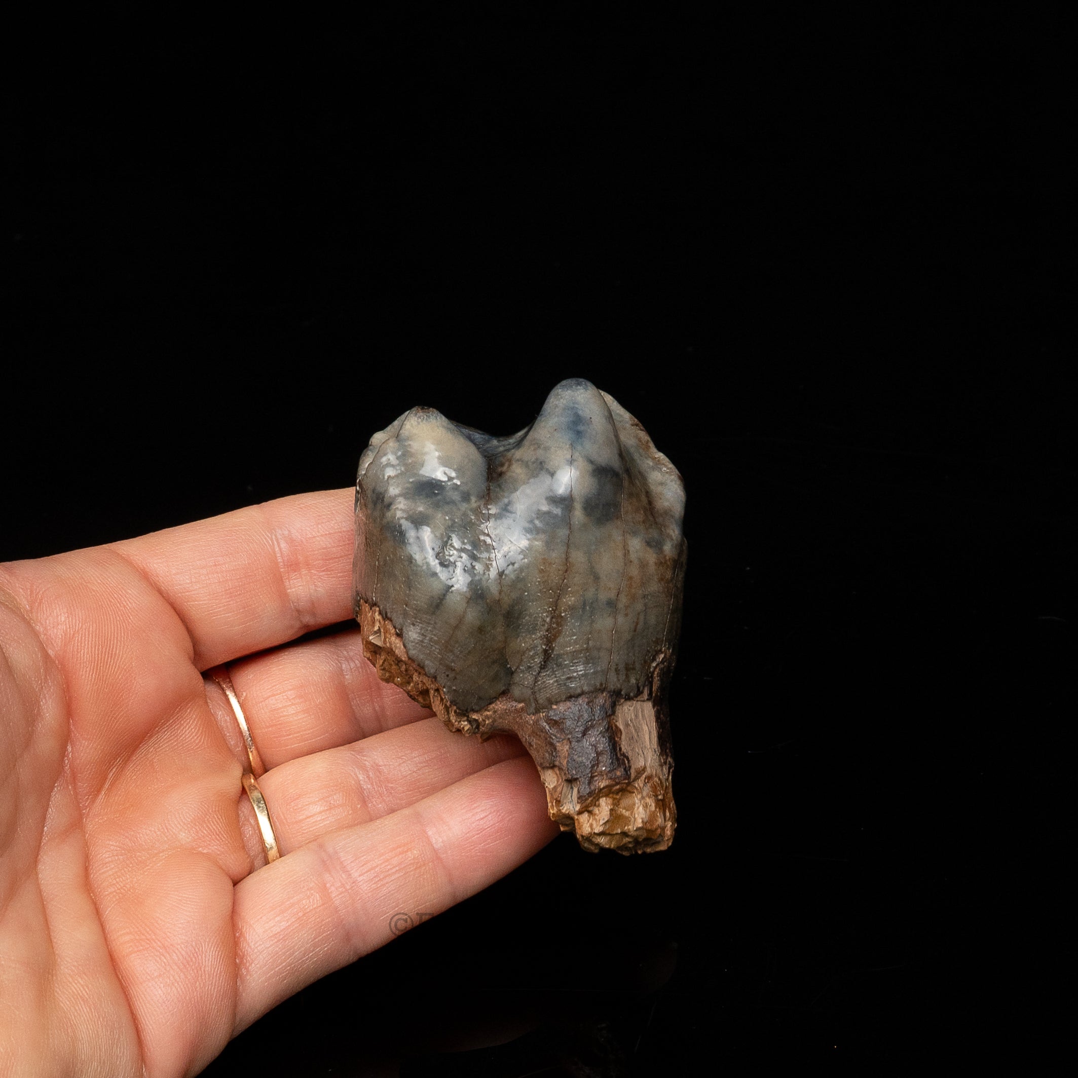 Rare Deinotherium Tooth