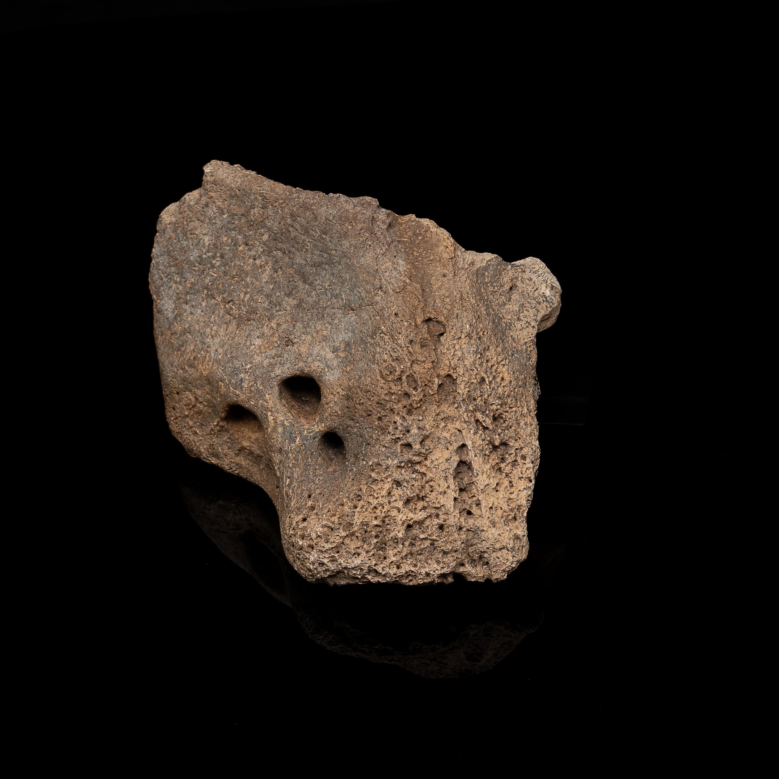Sloth mandibular symphysis