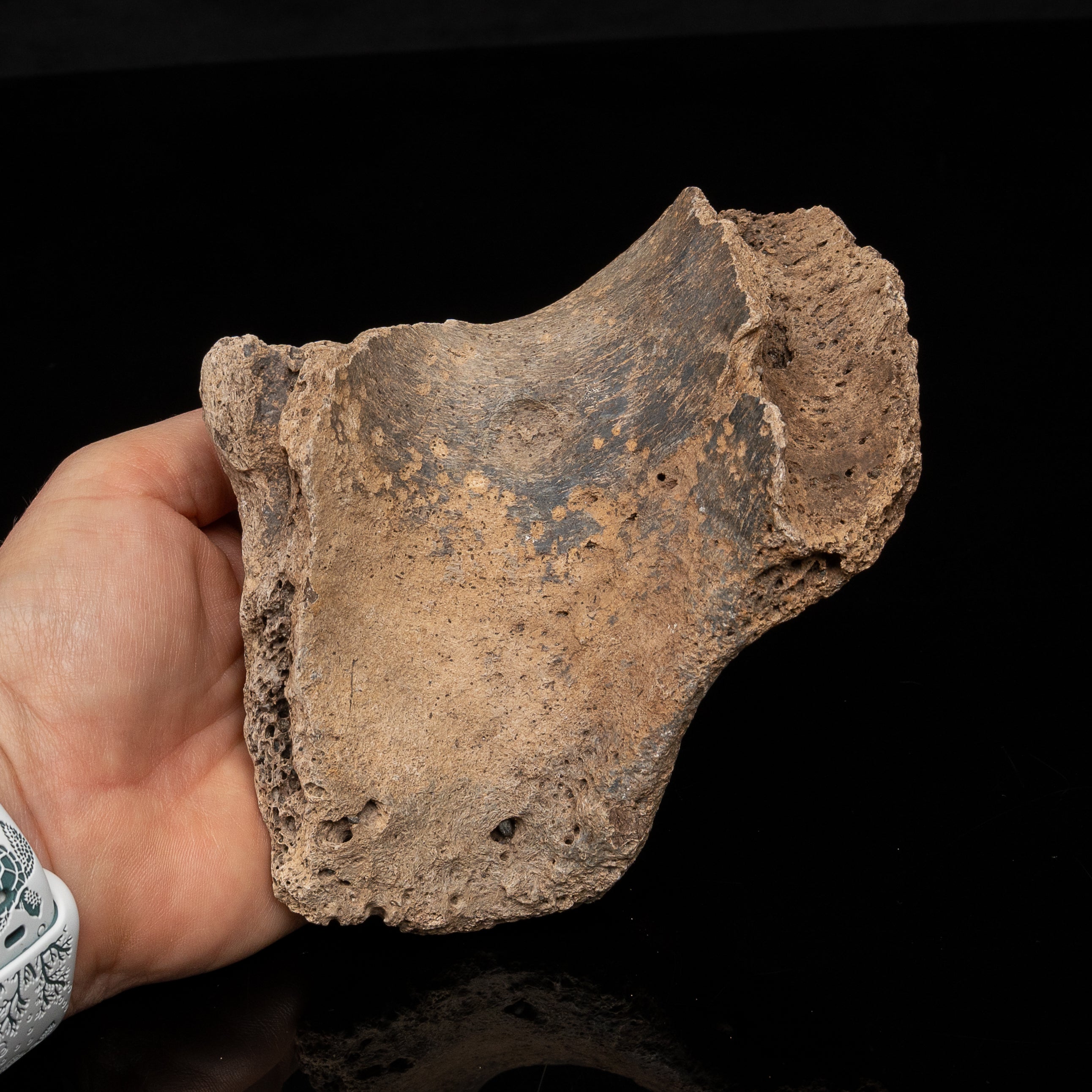 Sloth mandibular symphysis