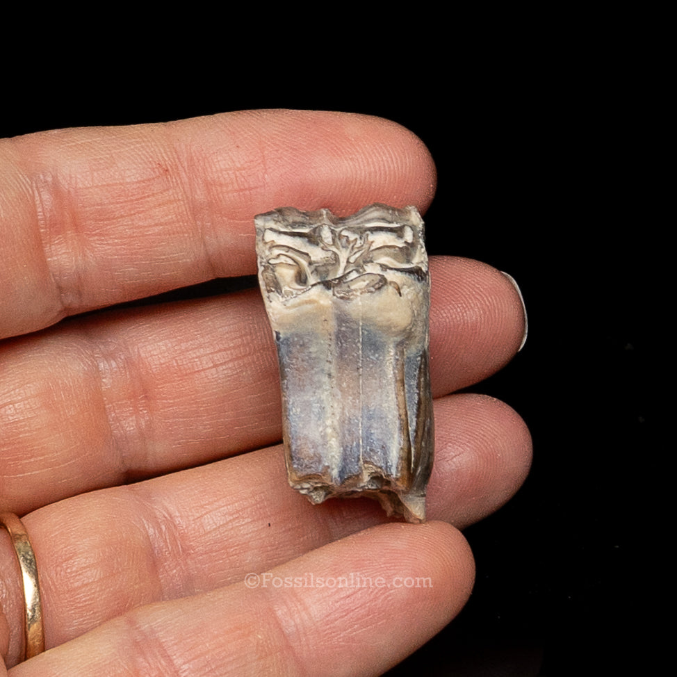 Three Toed Horse Tooth