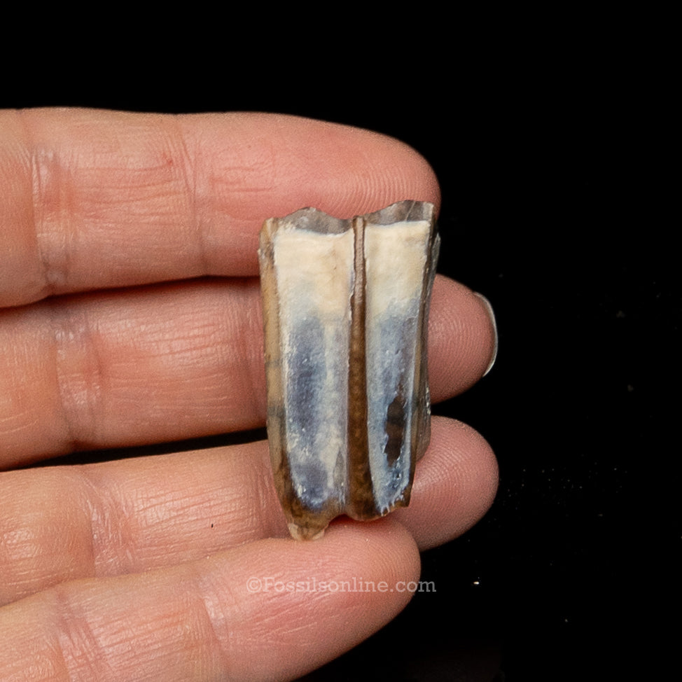 Three Toed Horse Tooth
