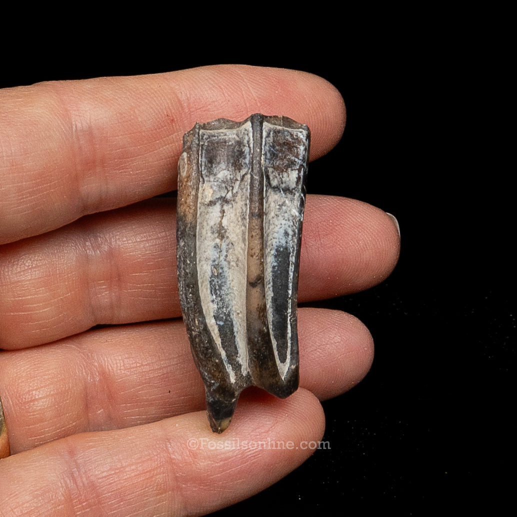 Three Toed Horse Tooth