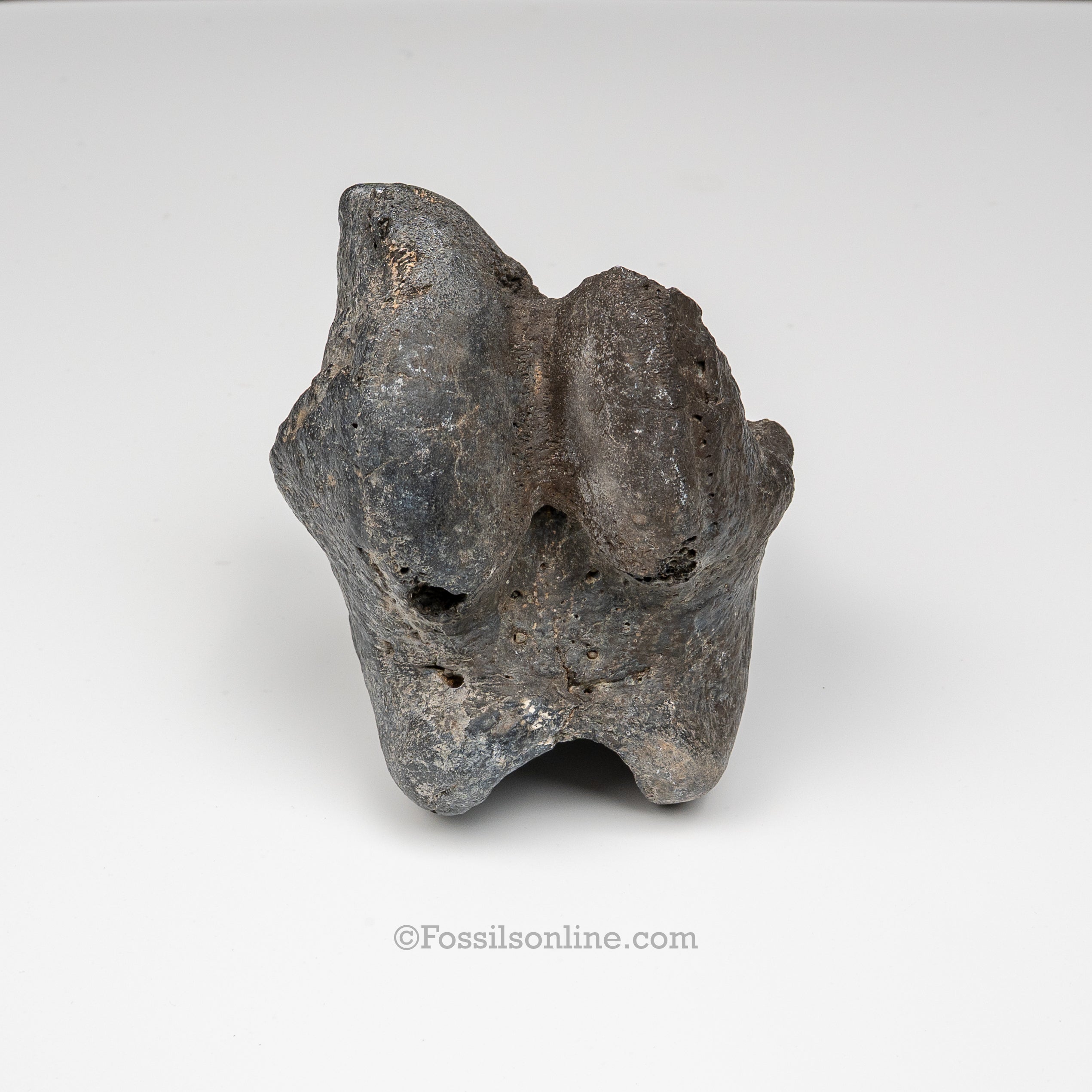 Giant Ground Sloth Phalanx | Eremotherium laurillardi Fossil