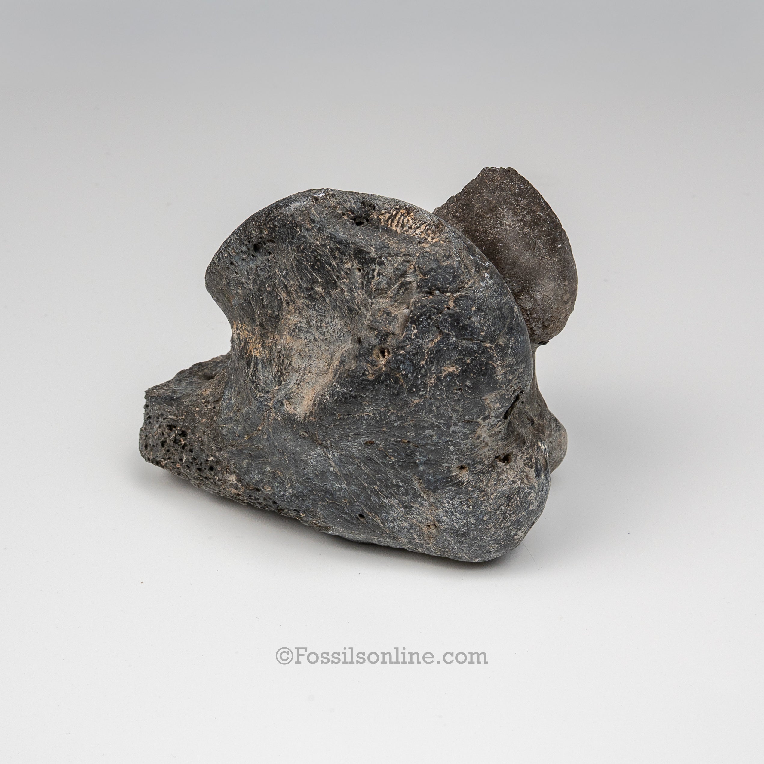 Giant Ground Sloth Phalanx | Eremotherium laurillardi Fossil