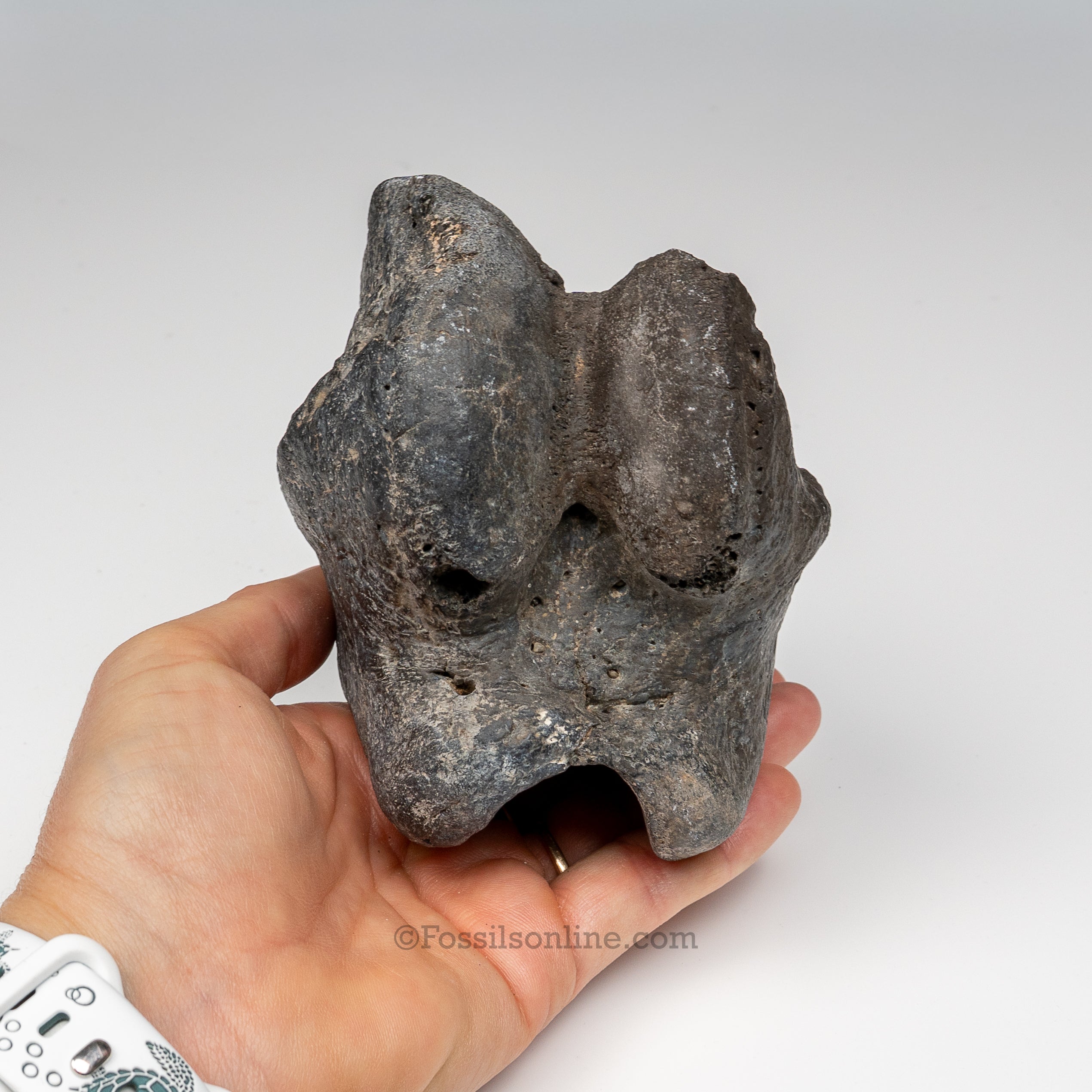 Giant Ground Sloth Phalanx | Eremotherium laurillardi Fossil