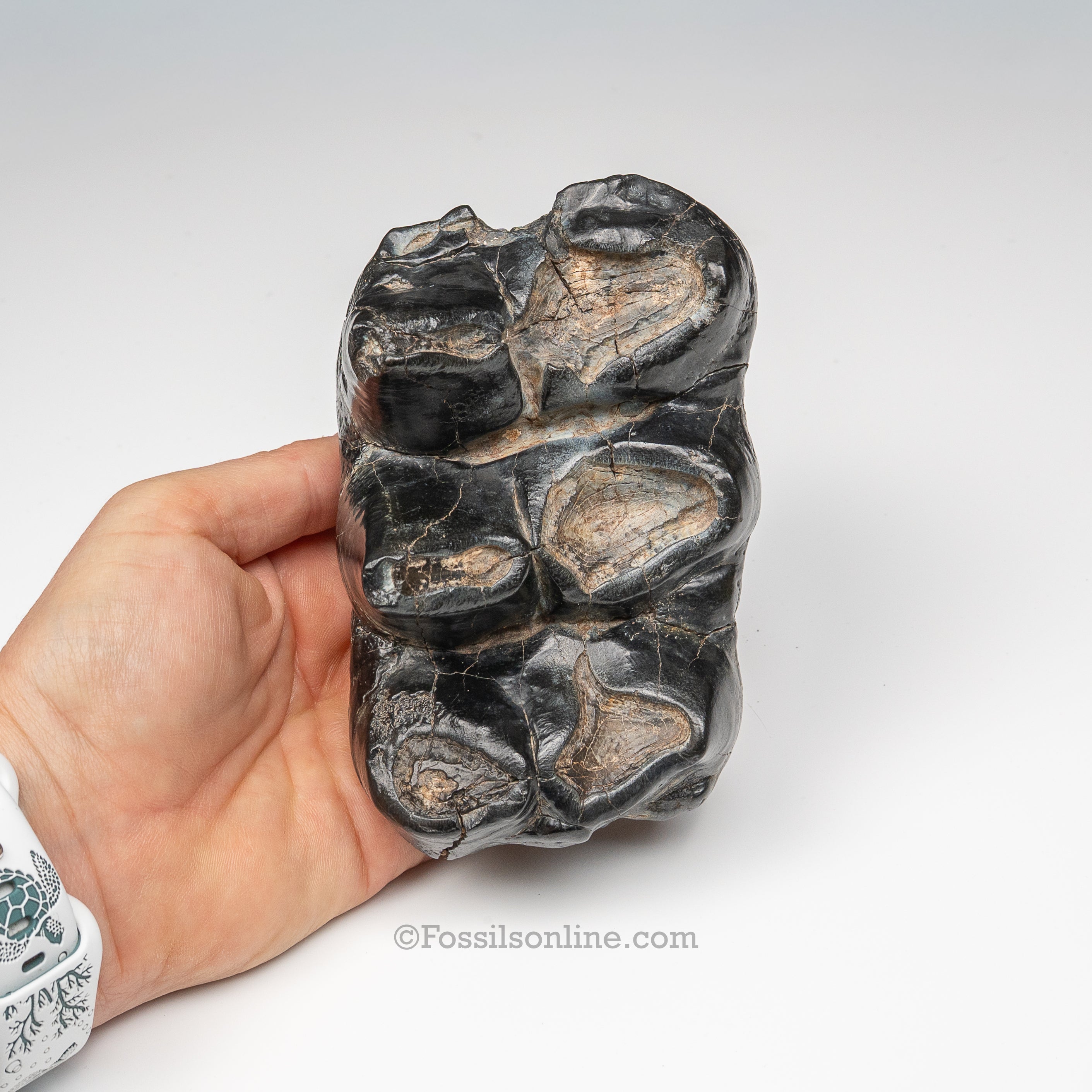 South Carolina Mastodon Tooth