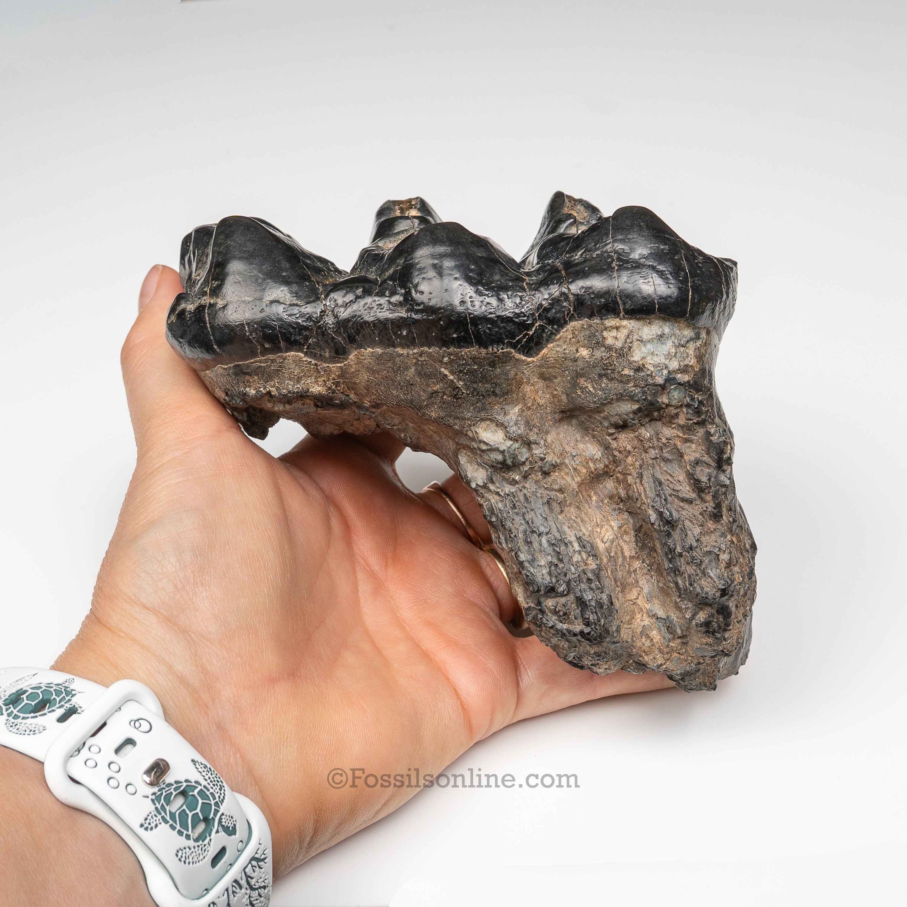 South Carolina Mastodon Tooth