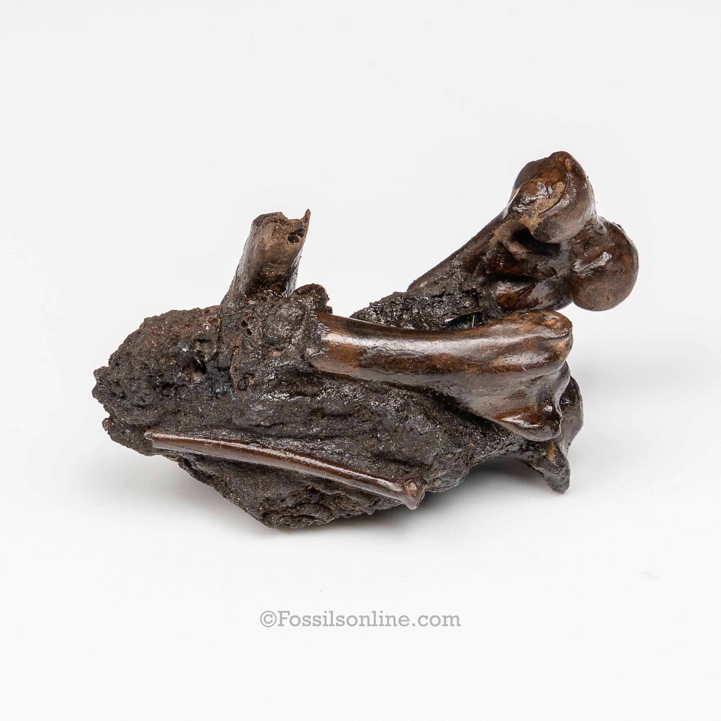 Tar Pit Fossils Bird Bones in matrix