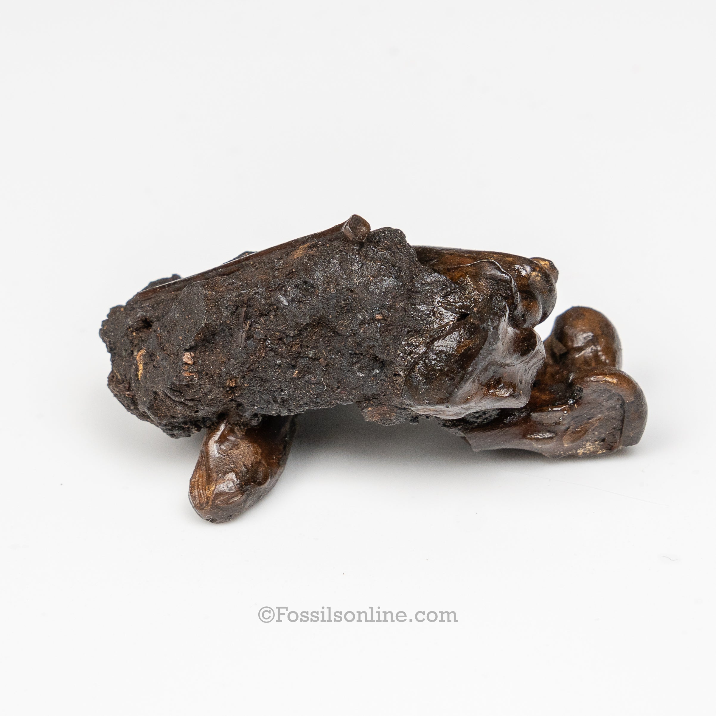 Tar Pit Fossils Bird Bones in matrix