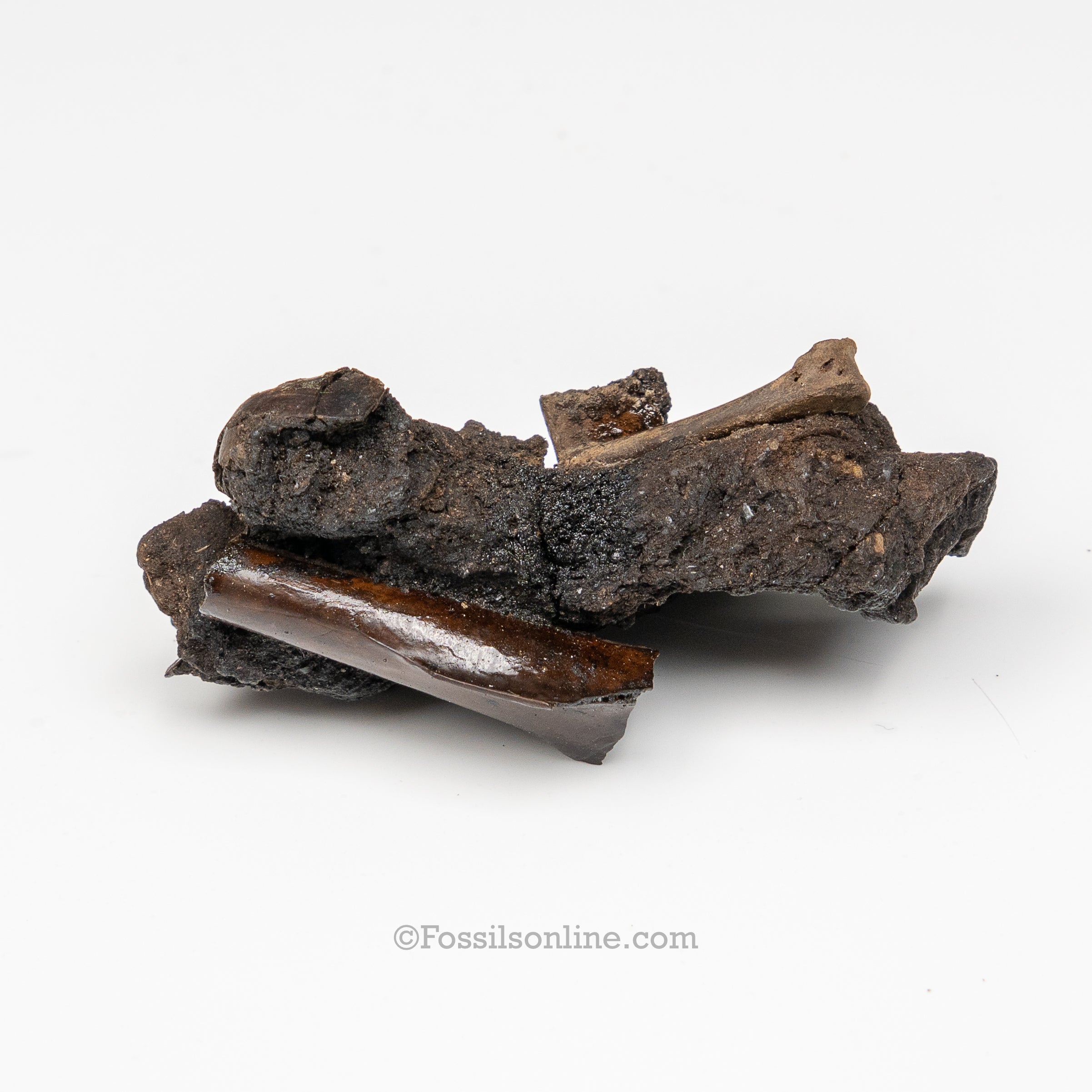 Tar Pit Fossils Bird Bones in matrix