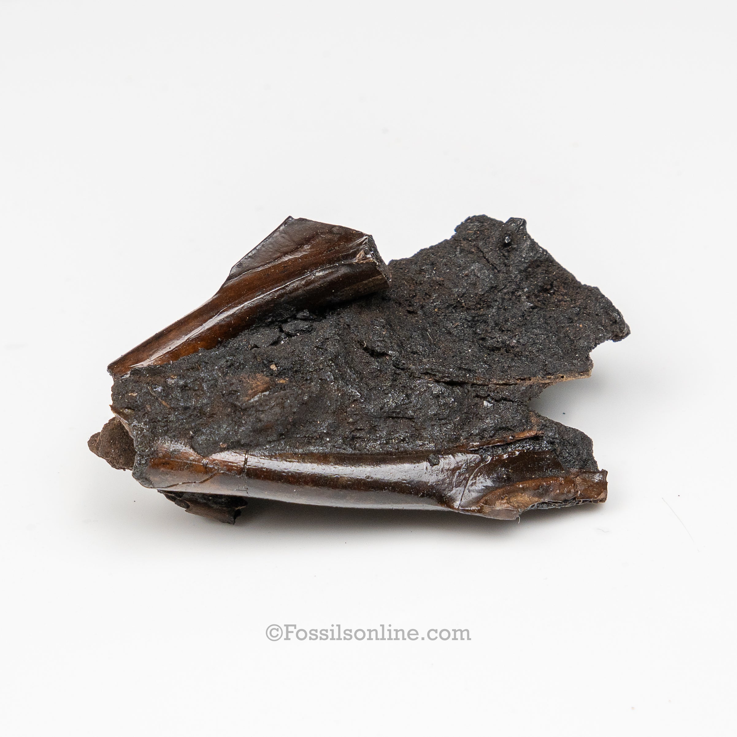 Tar Pit Fossils Bird Bones in matrix