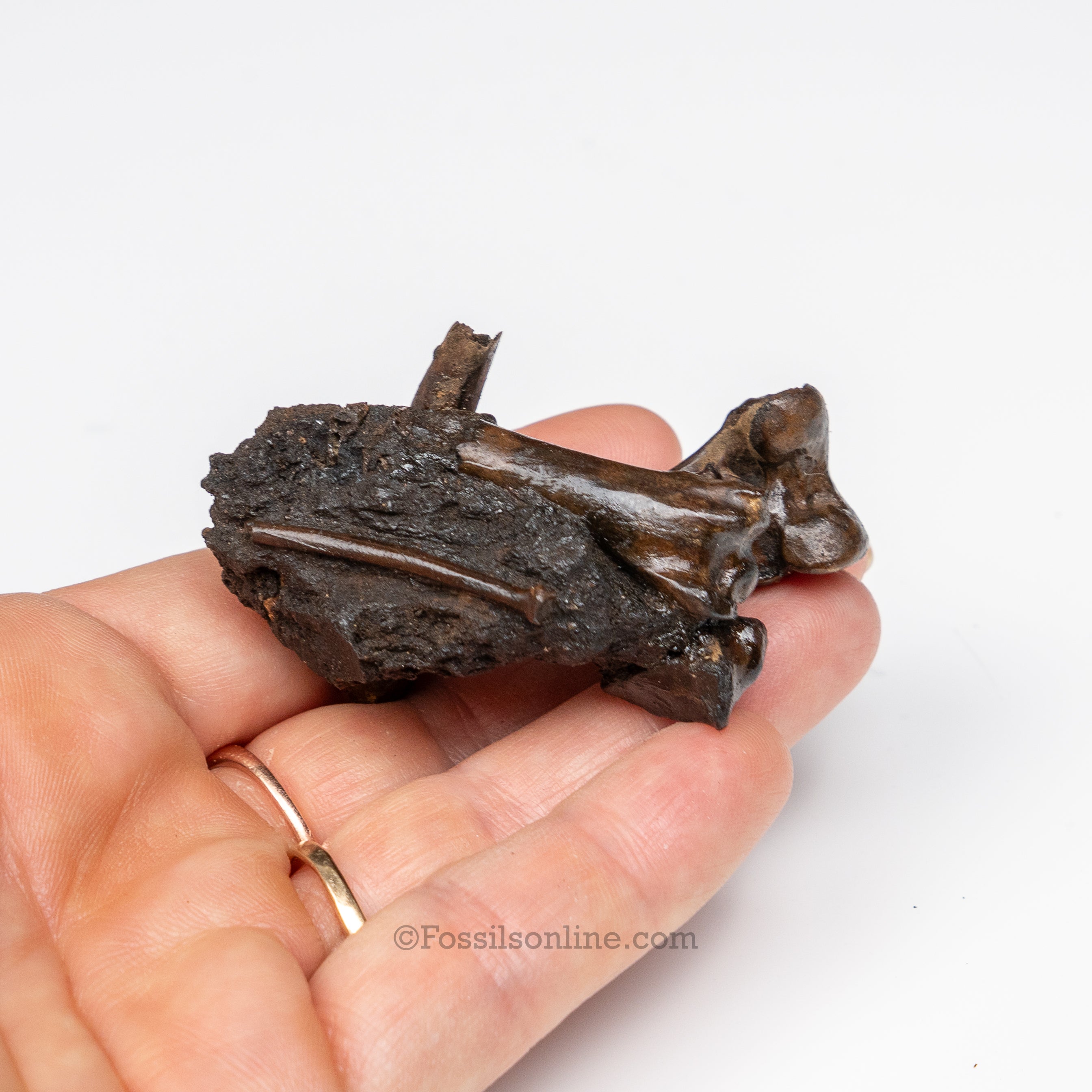 Tar Pit Fossils Bird Bones in matrix