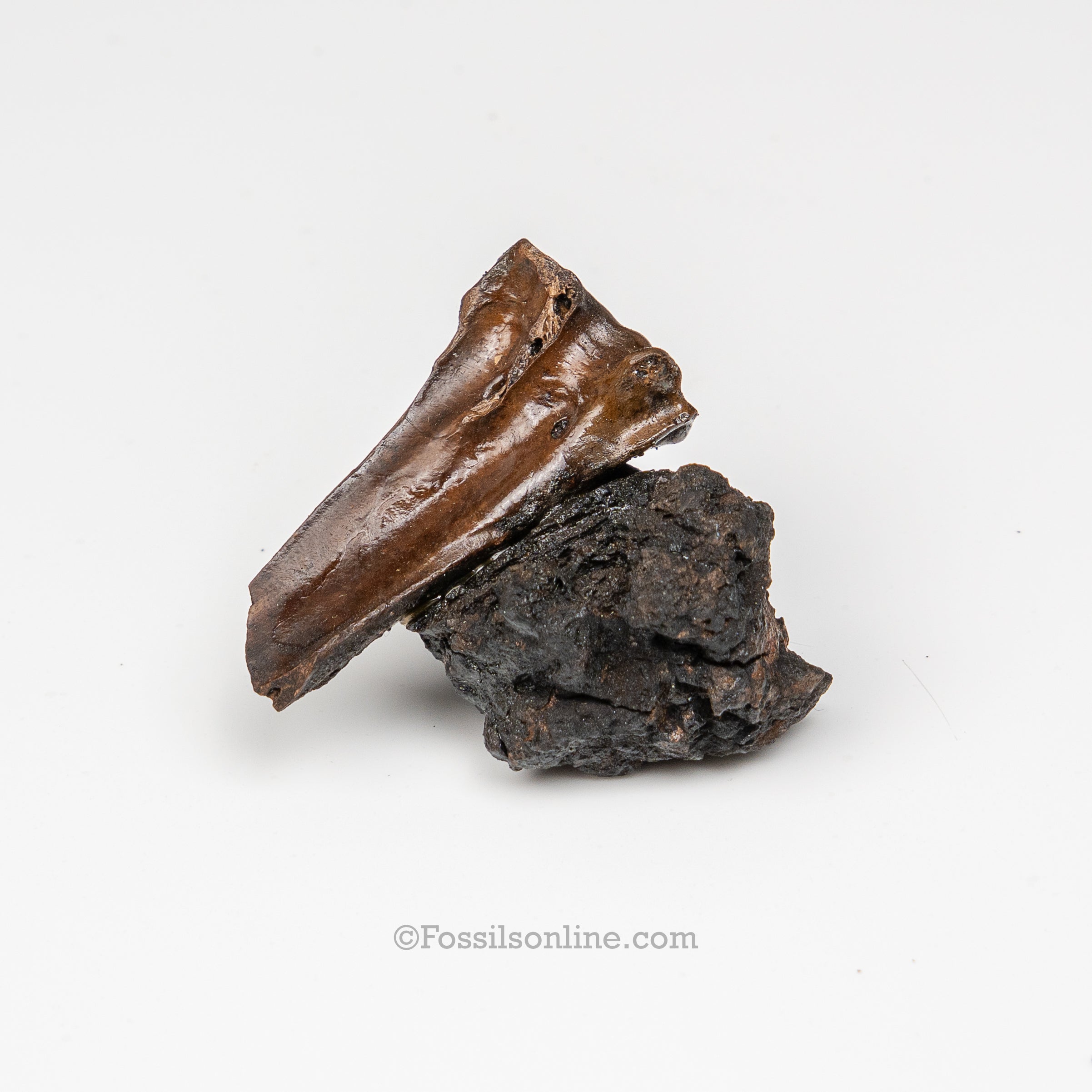 Tar Pit Fossils Bird Bones in matrix
