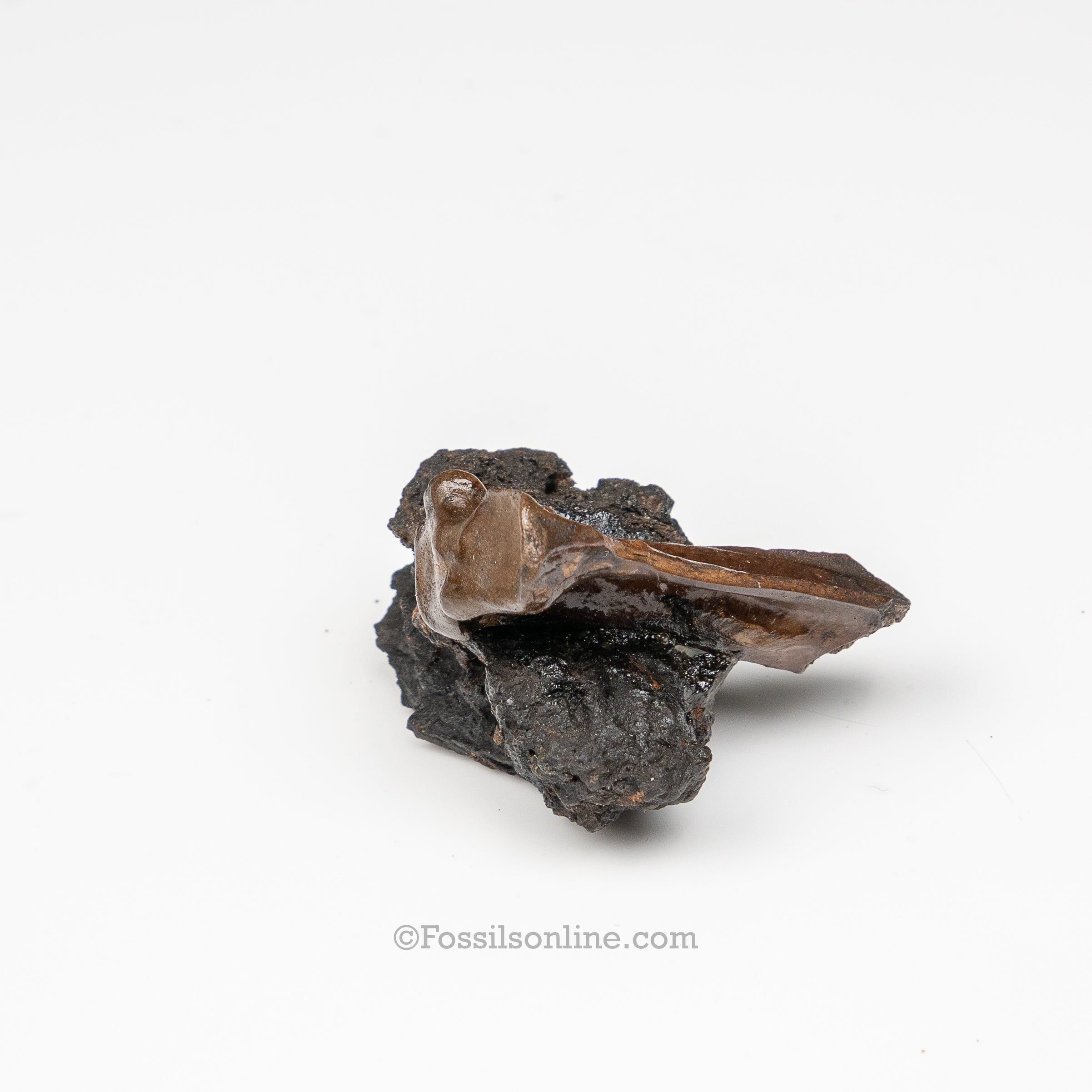 Tar Pit Fossils Bird Bones in matrix