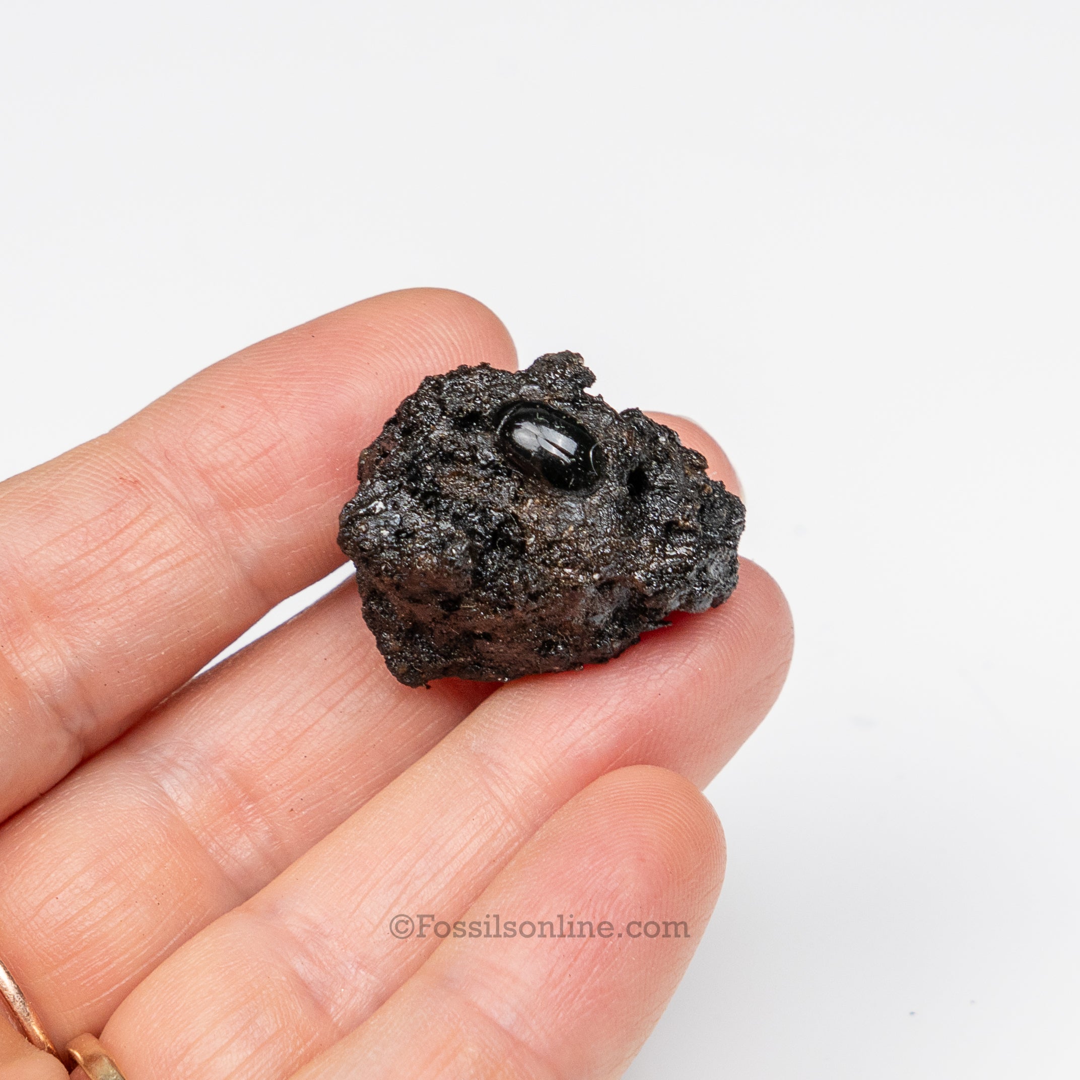 Tar Pit Fossils Beetle in matrix