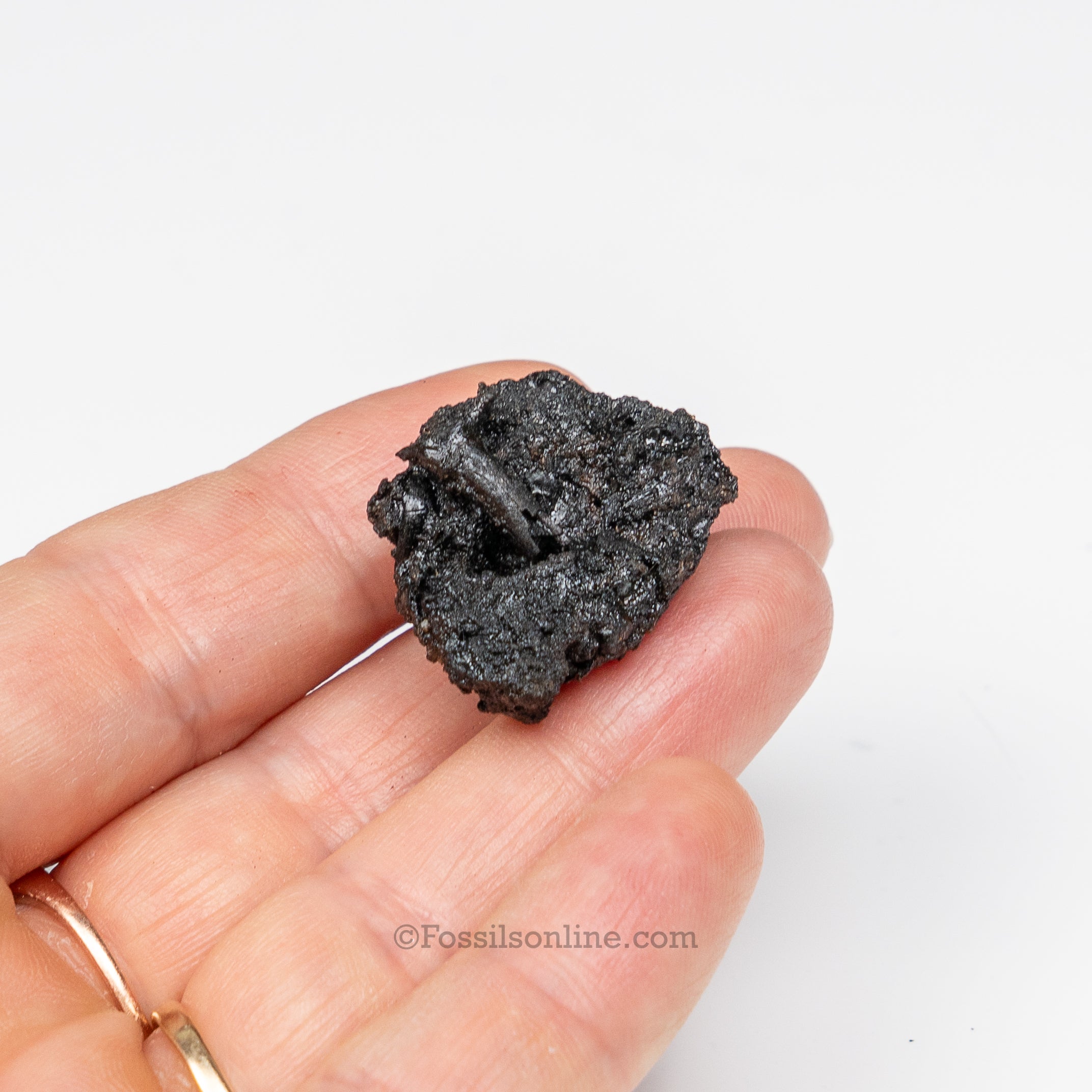 Tar Pit Fossils Beetle in matrix