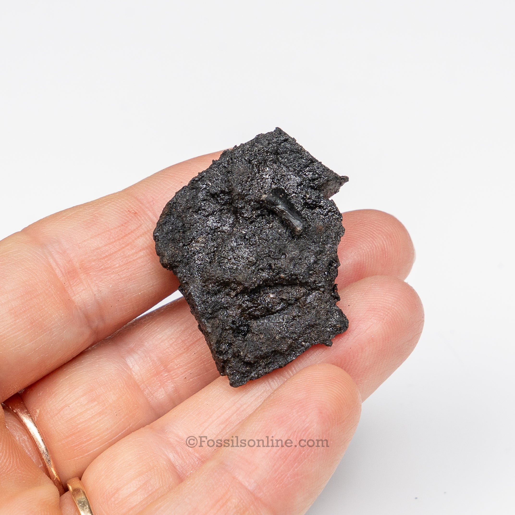 Tar Pit Fossils Beetle in matrix