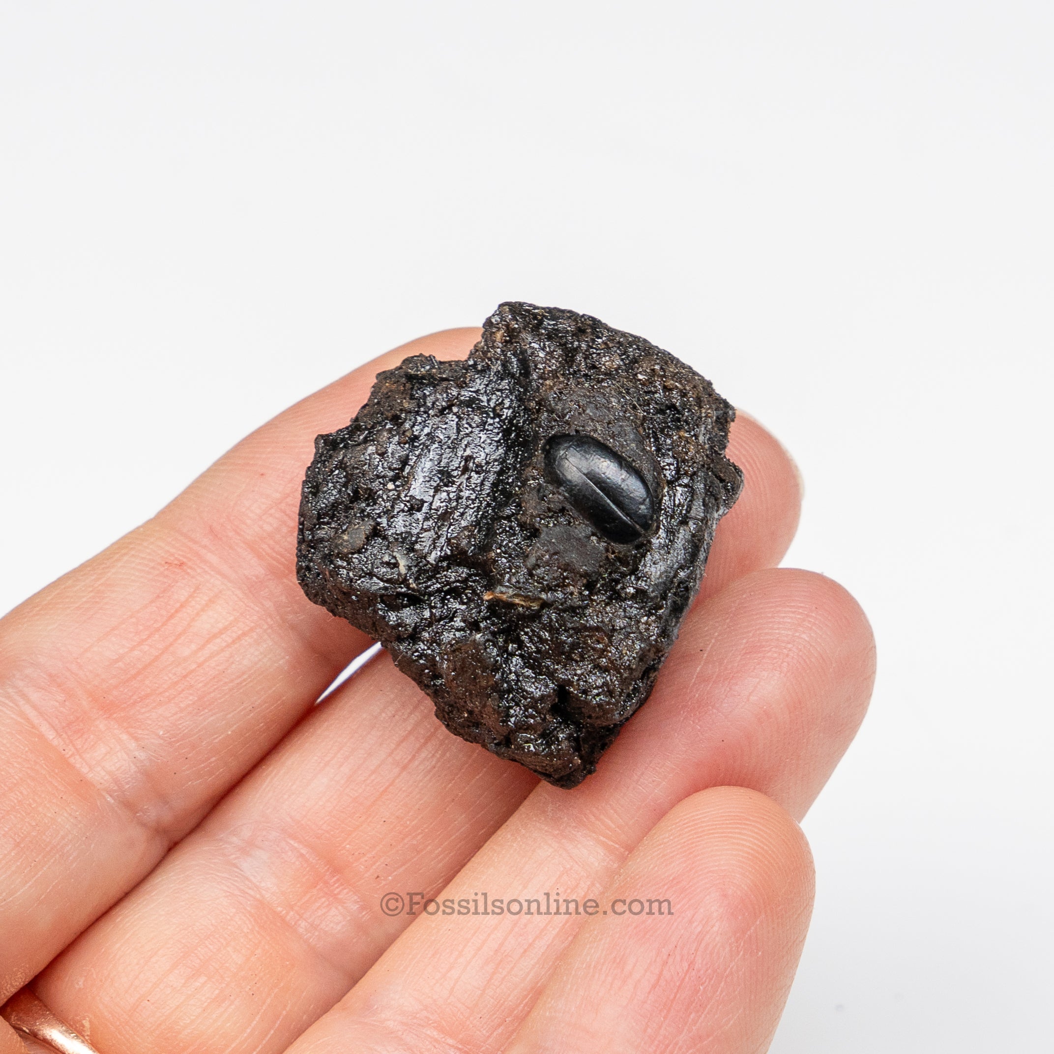 Tar Pit Fossils Beetle in matrix