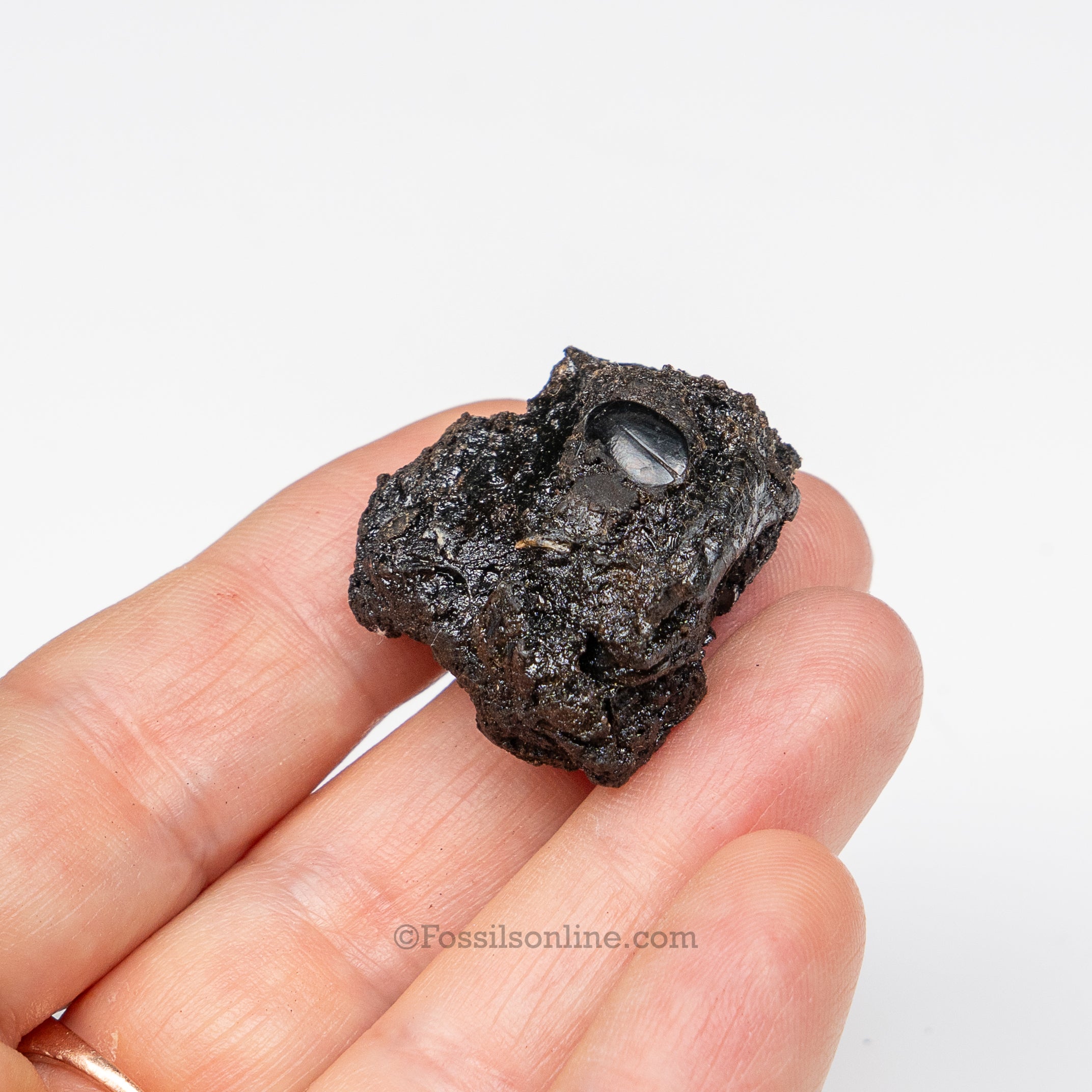 Tar Pit Fossils Beetle in matrix