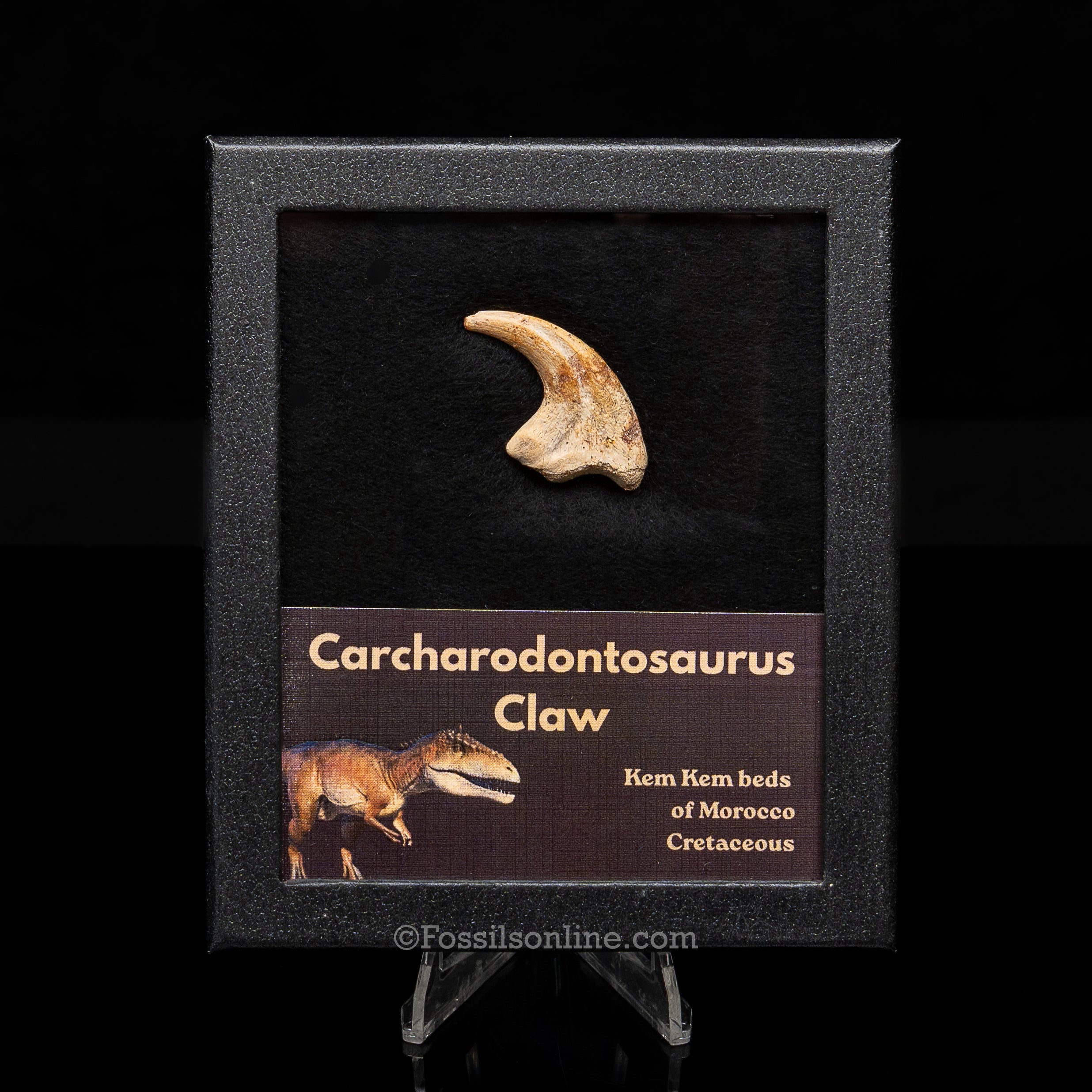 RARE Carcharodontosaurus Claw