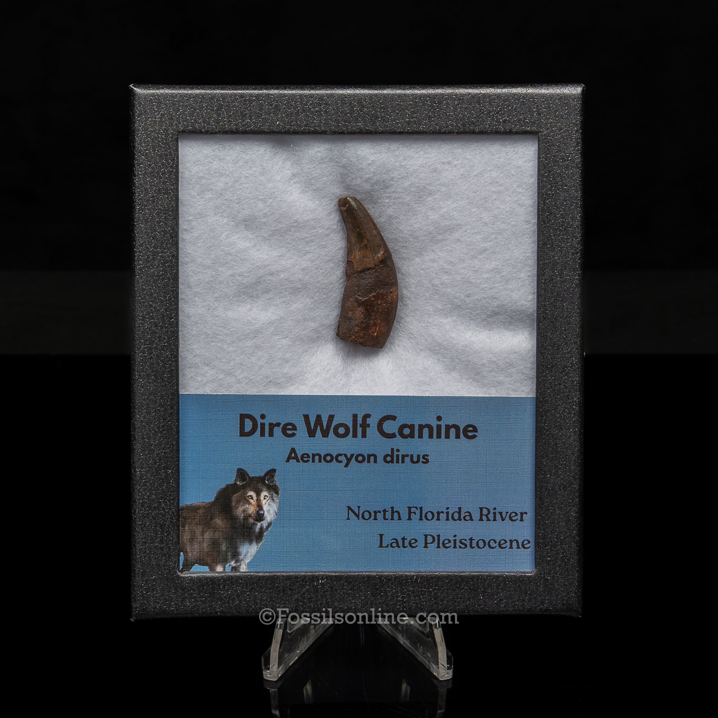 Florida Fossil Dire Wolf canine