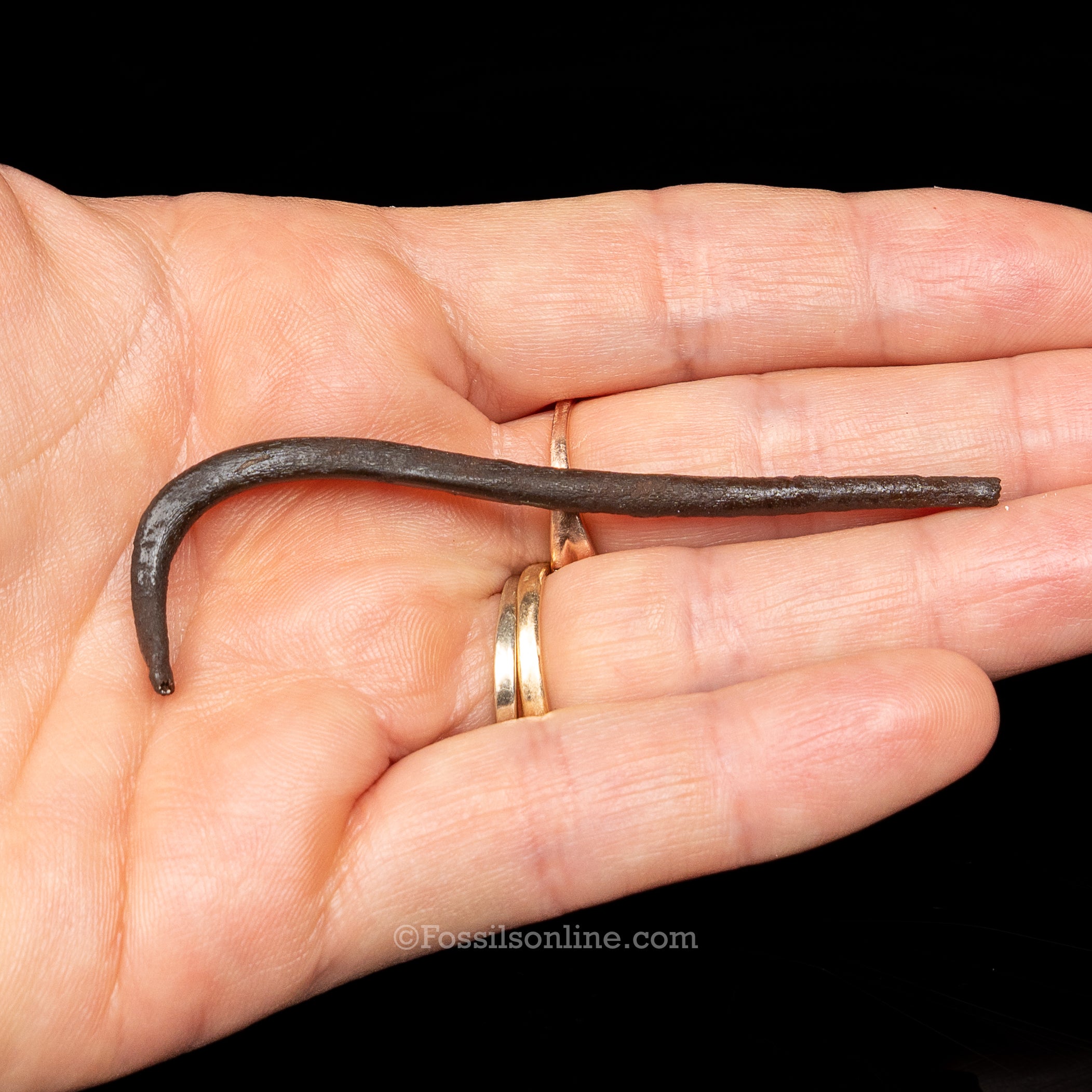 Fossil Raccoon Penis Bone-Baculum