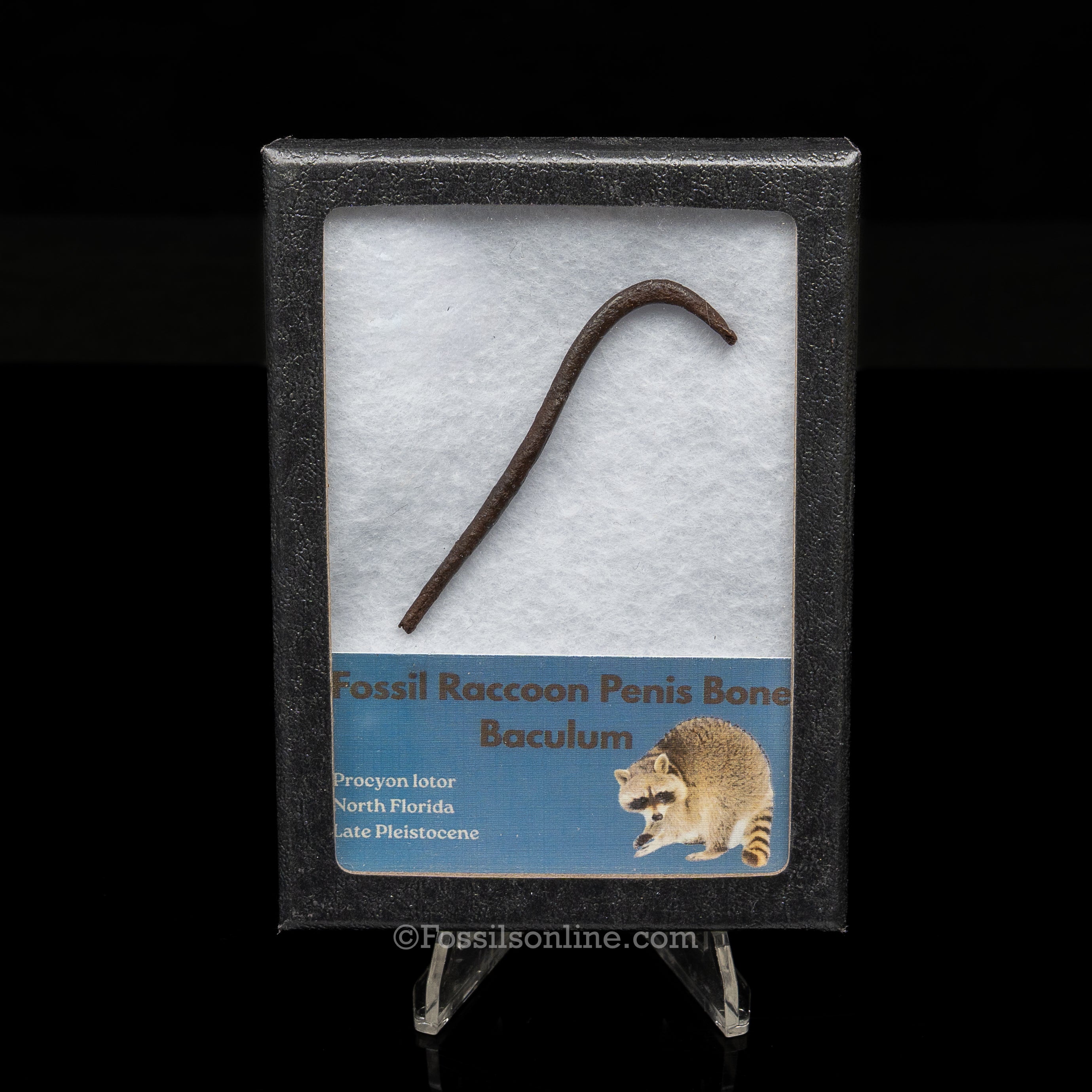 Fossil Raccoon Penis Bone-Baculum