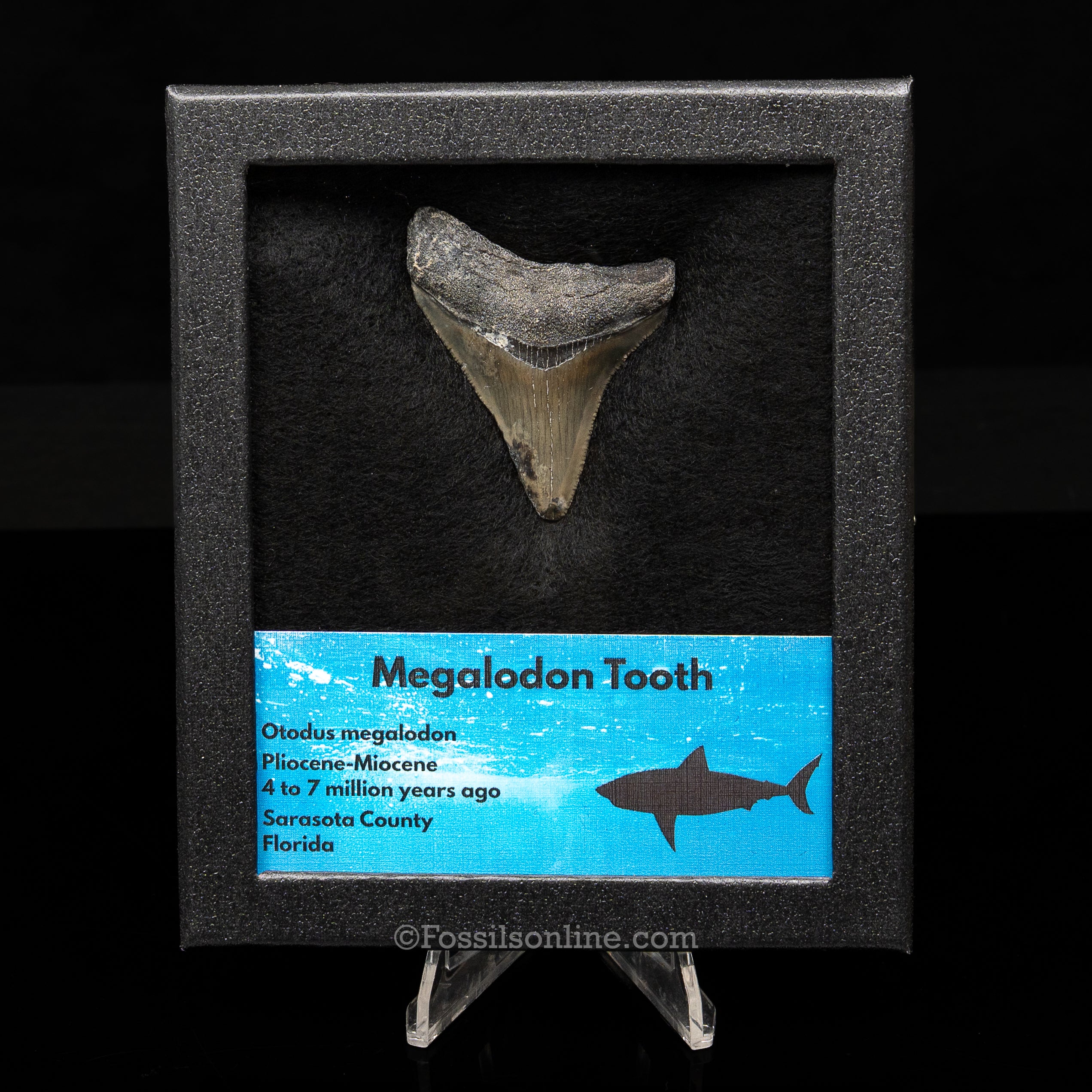 Florida Megalodon Med Case