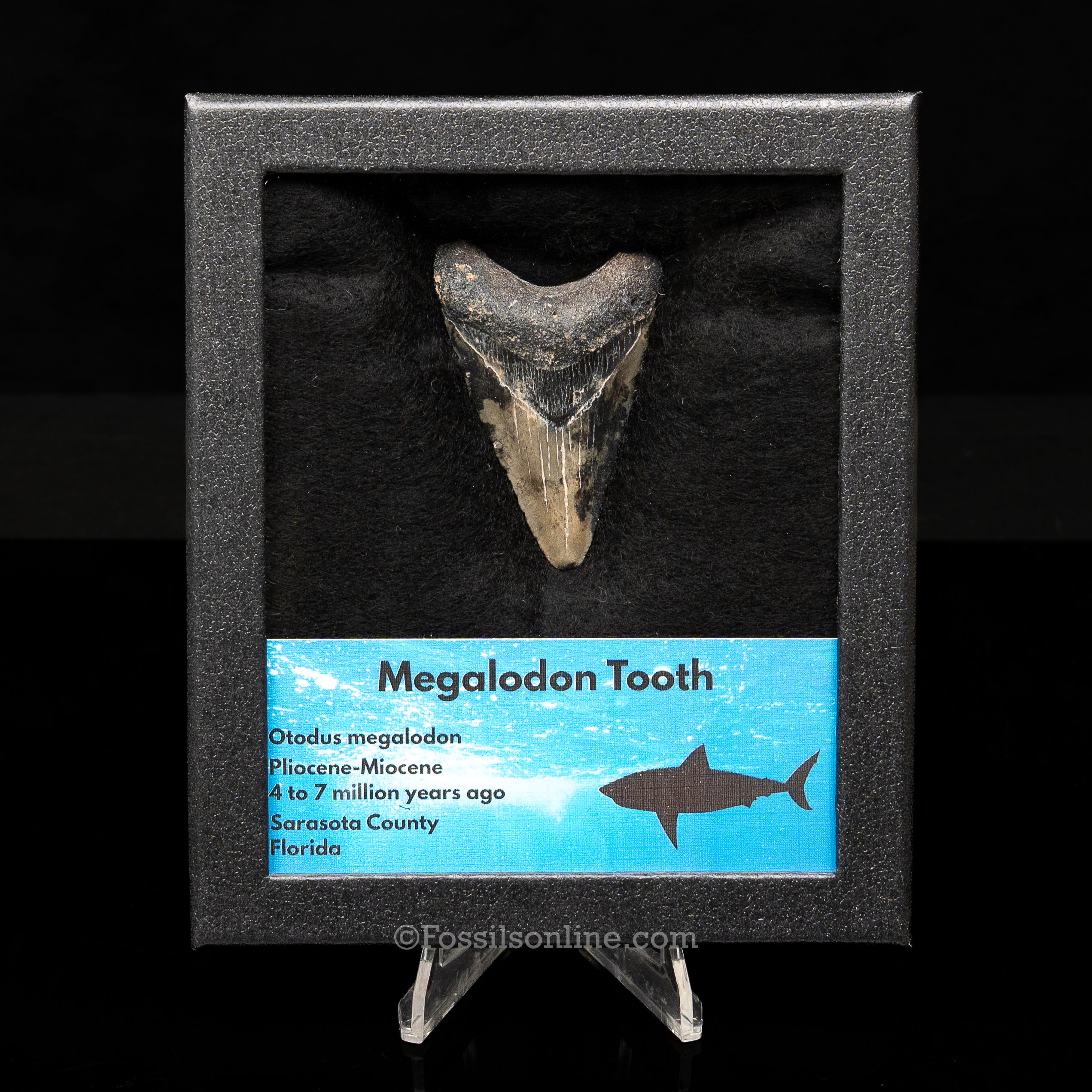 Florida Megalodon Med Case