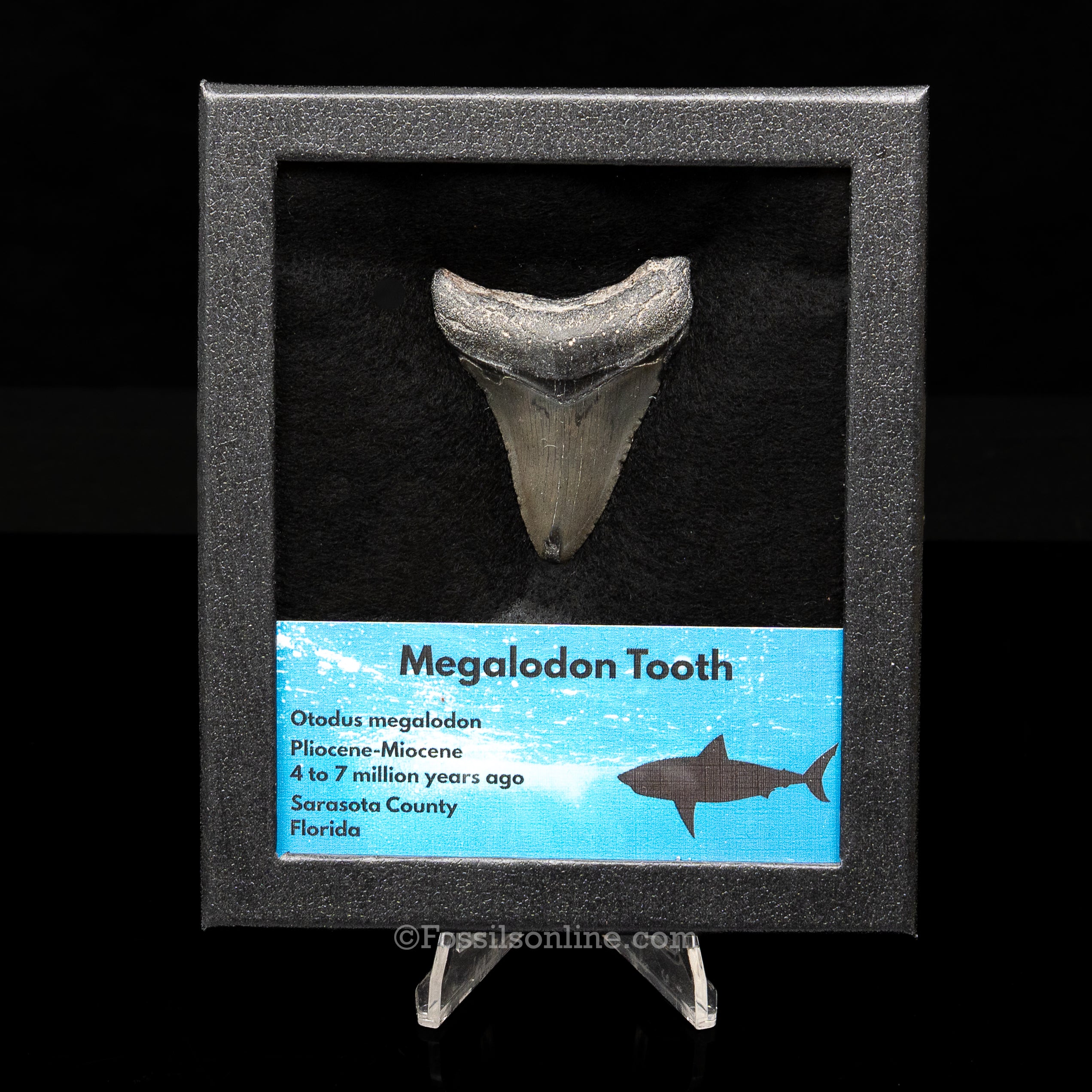 Florida Megalodon Med Case